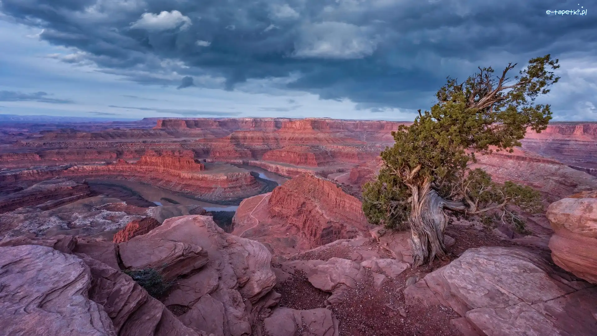 Stan Utah, Drzewo, Park stanowy Dead Horse Point, Stany Zjednoczone, Skały, Rzeka Kolorado