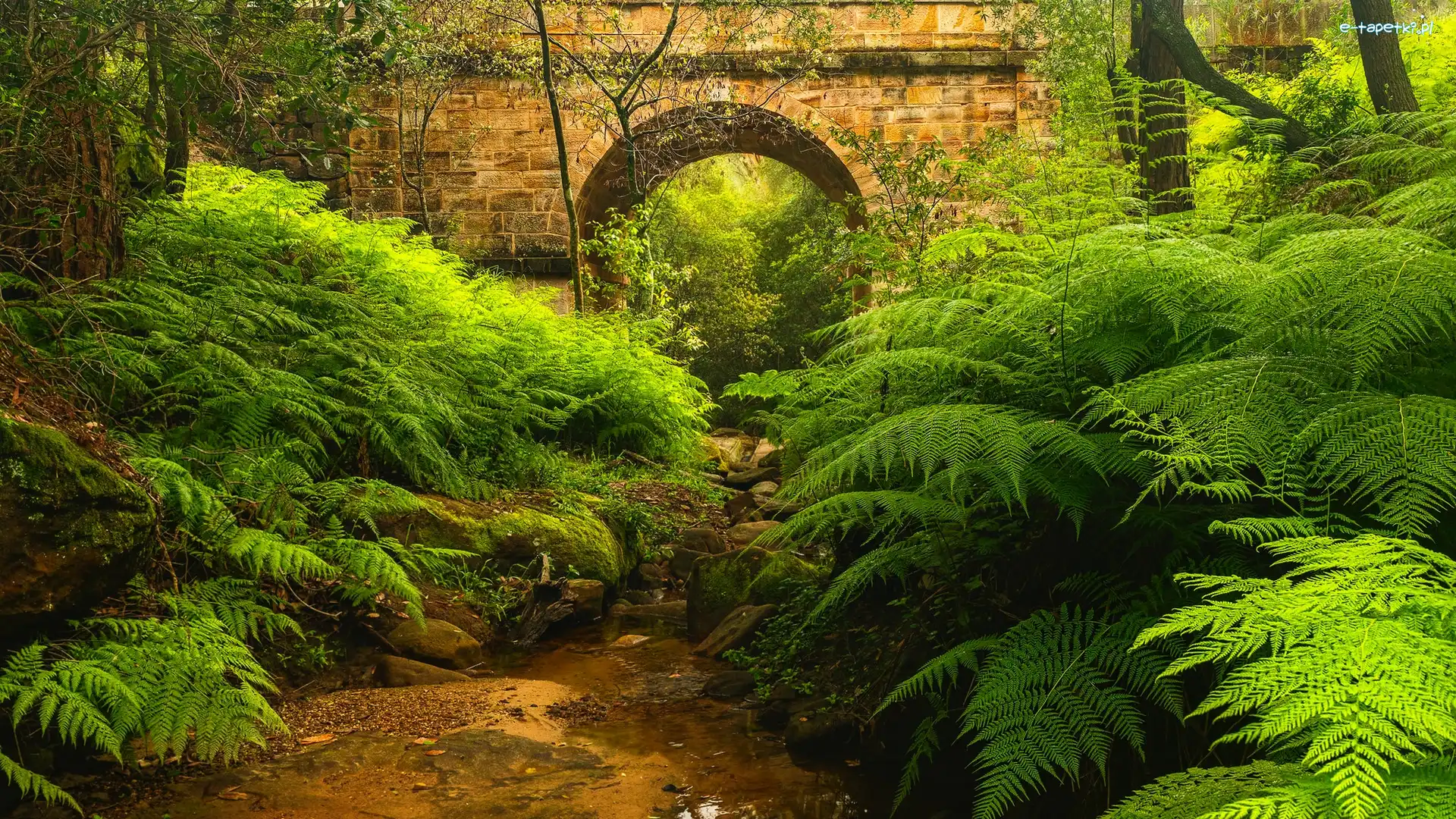 Nowa Południowa Walia, Paprocie, Blue Mountains, Australia, Lennox Bridge, Most
