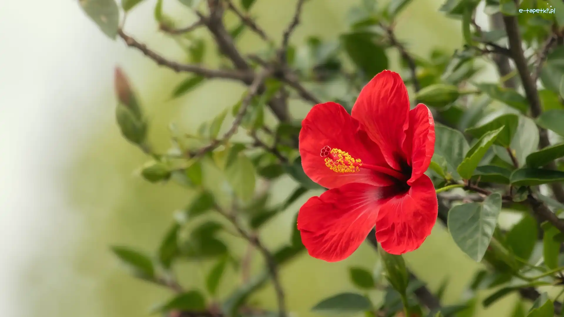 Hibiskus, Liście, Gałązka, Kwiat
