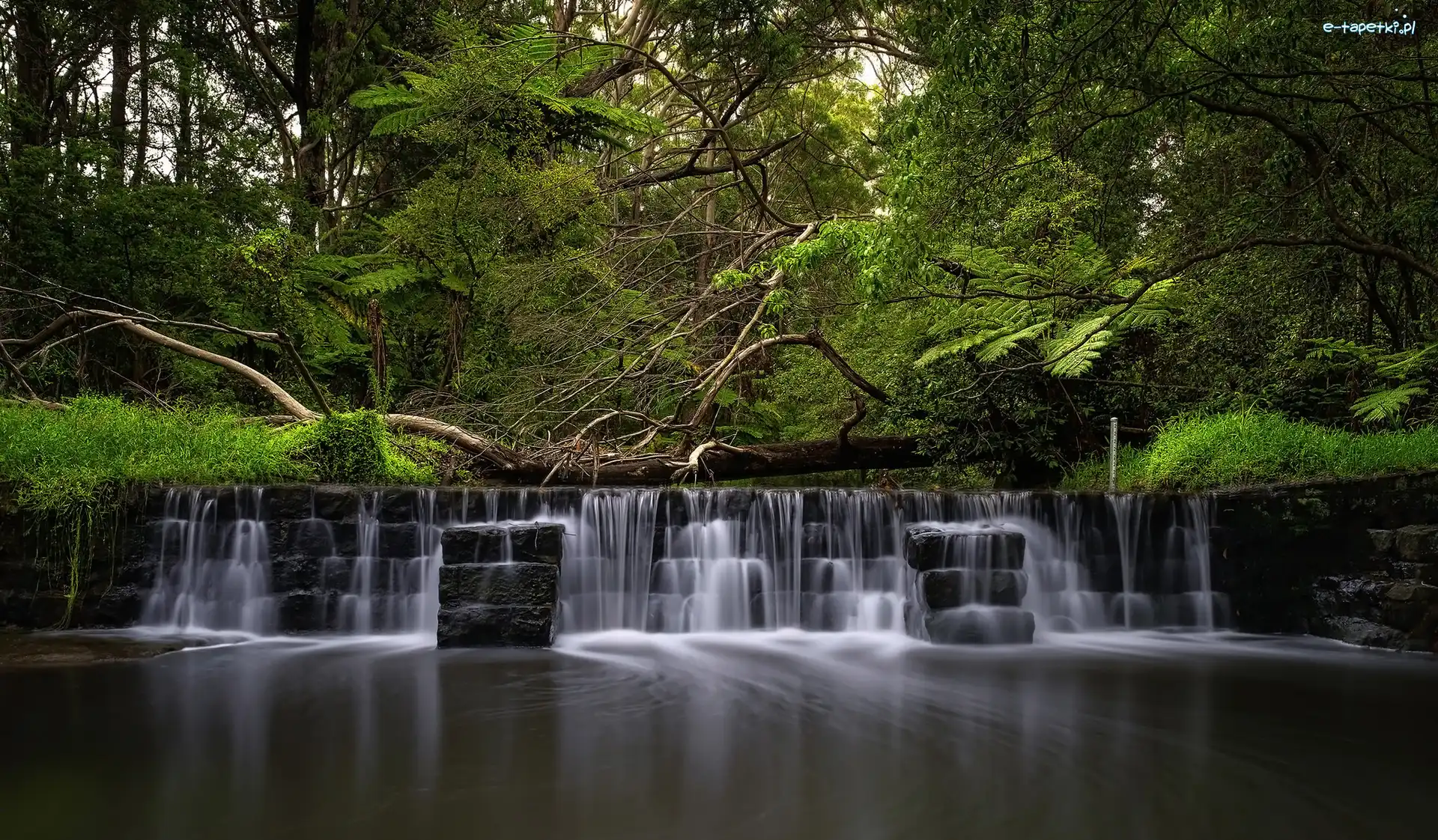 Paproć, Kaskada, Drzewa, Australia, Millards Creek, Rzeka