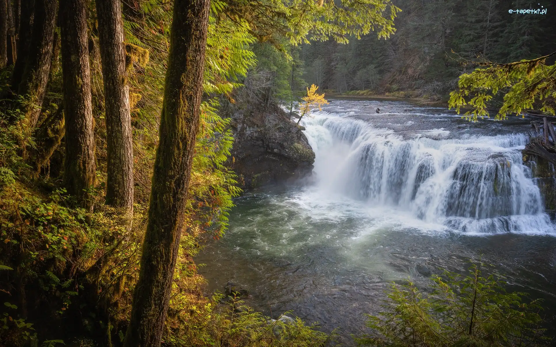 Lewis River, Drzewa, Stany Zjednoczone, Stan Waszyngton, Rzeka, Wodospad, Lower Lewis River Falls, Las