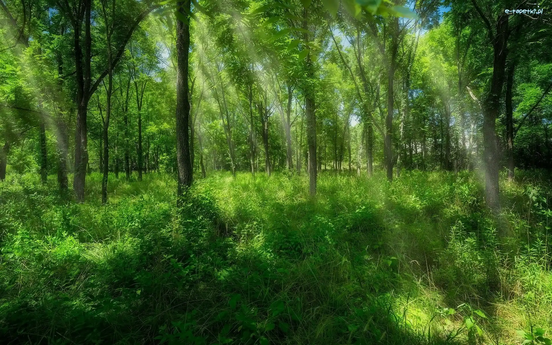 Las, Rośliny, Drzewa, Lato, Przebijające światło