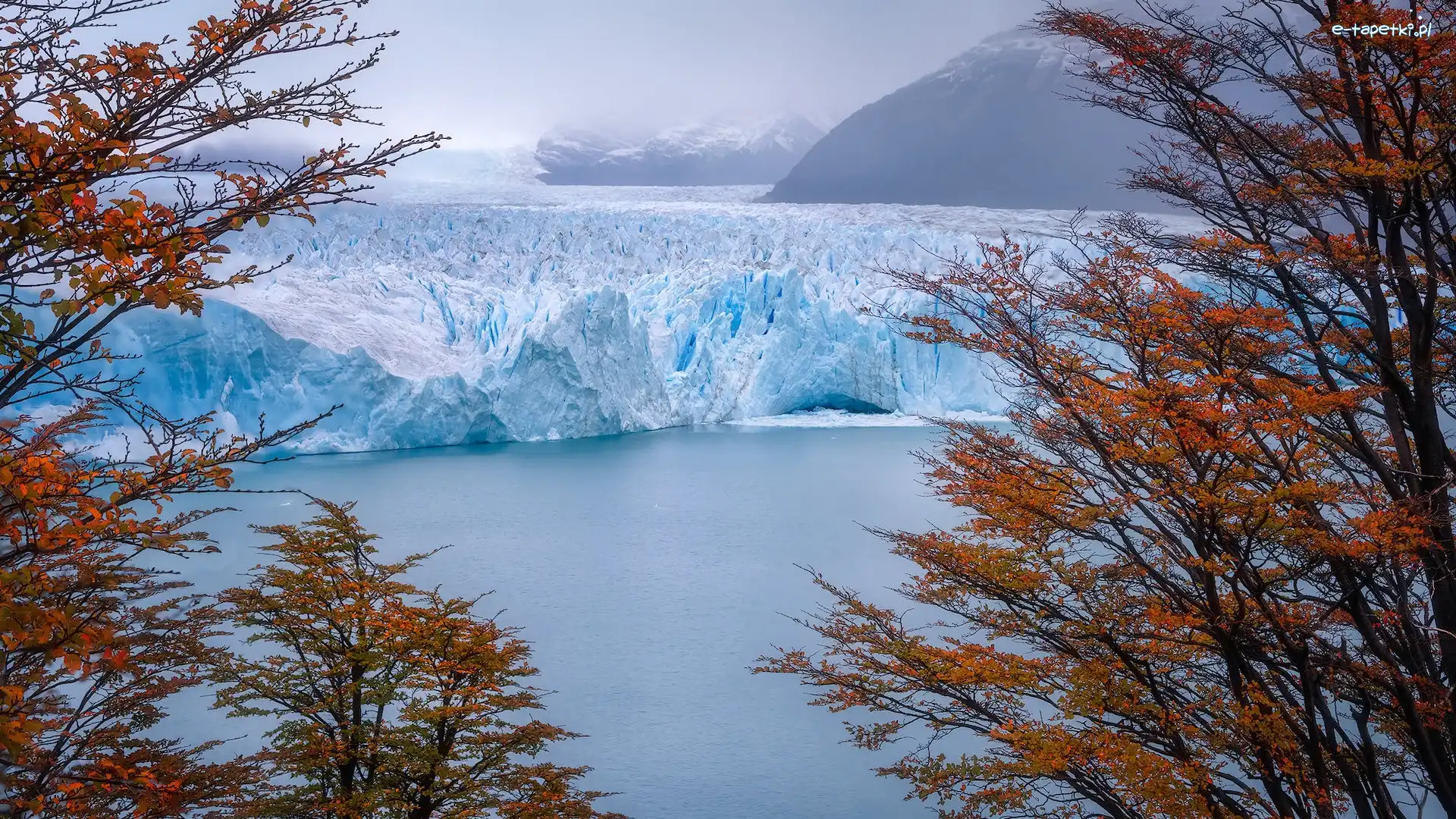 Argentyna, Lodowiec, Park Narodowy Los Glaciares, Drzewa, Perito Moreno