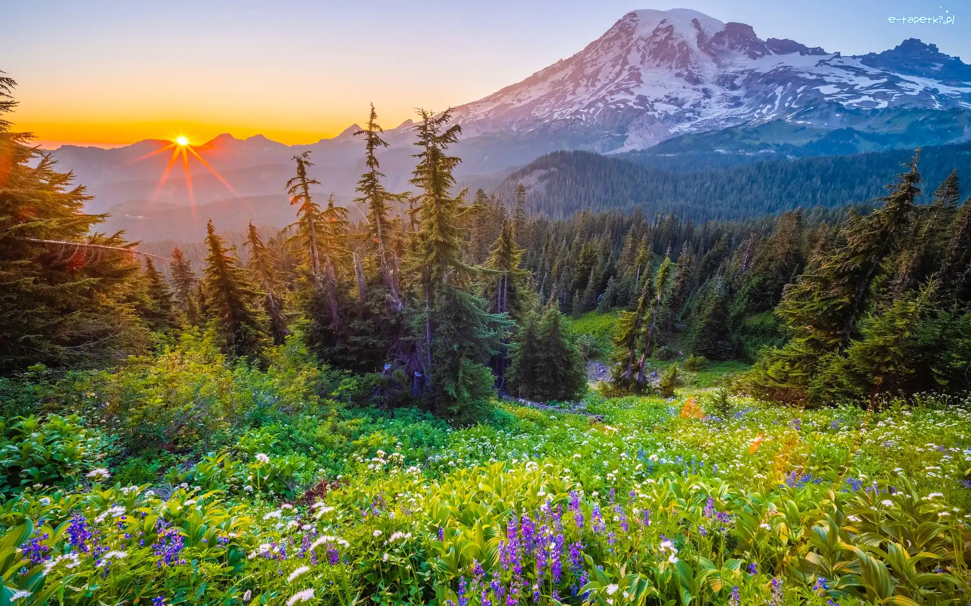 Łąka, Promienie słońca, Park Narodowy Mount Rainier, Waszyngton, Stany Zjednoczone, Drzewa, Polne, Stratowulkan Mount Rainier, Kwiaty