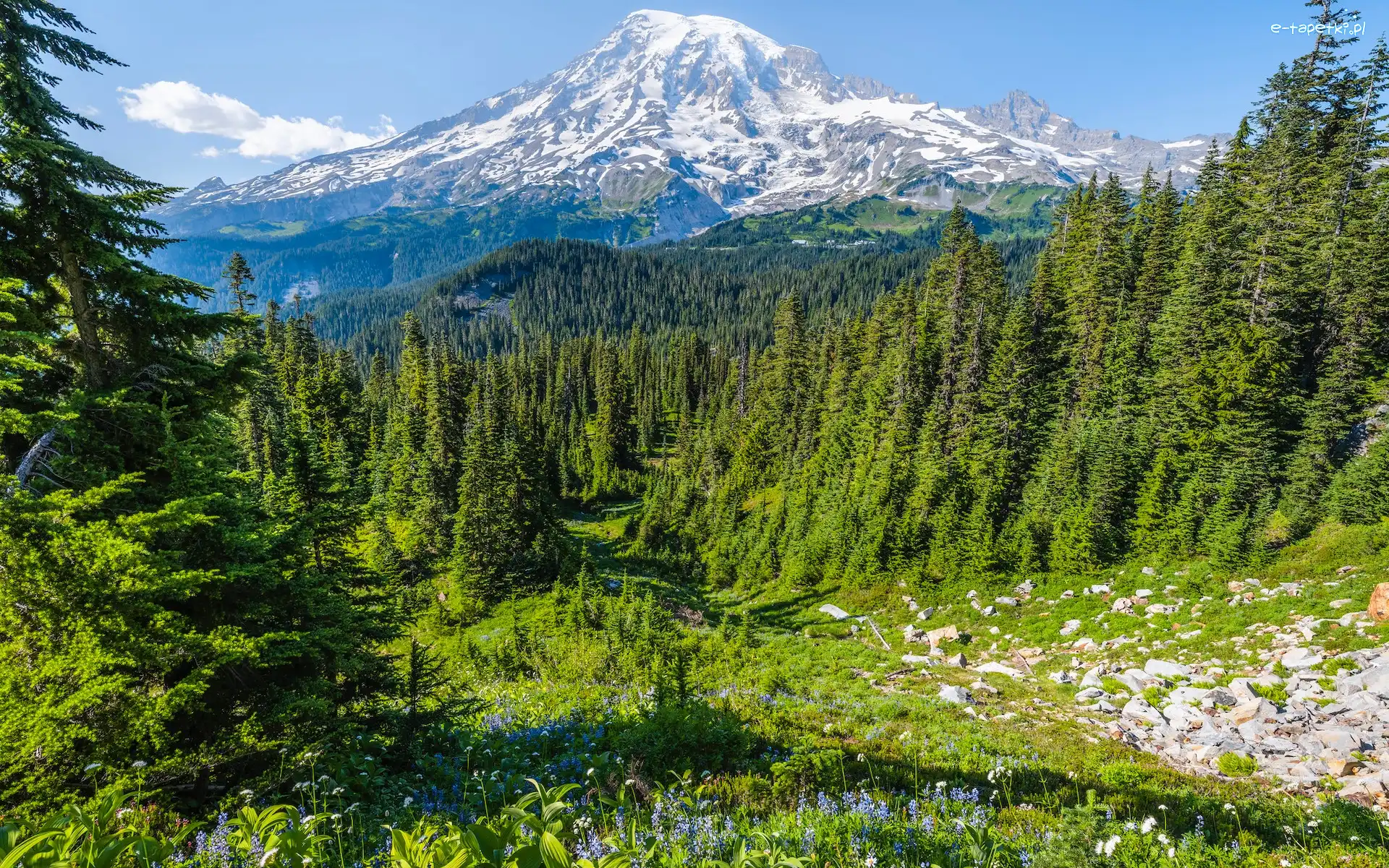 Łąka, Drzewa, Park Narodowy Mount Rainier, Waszyngton, Stany Zjednoczone, Góry, Kamienie, Stratowulkan Mount Rainier, Kwiaty