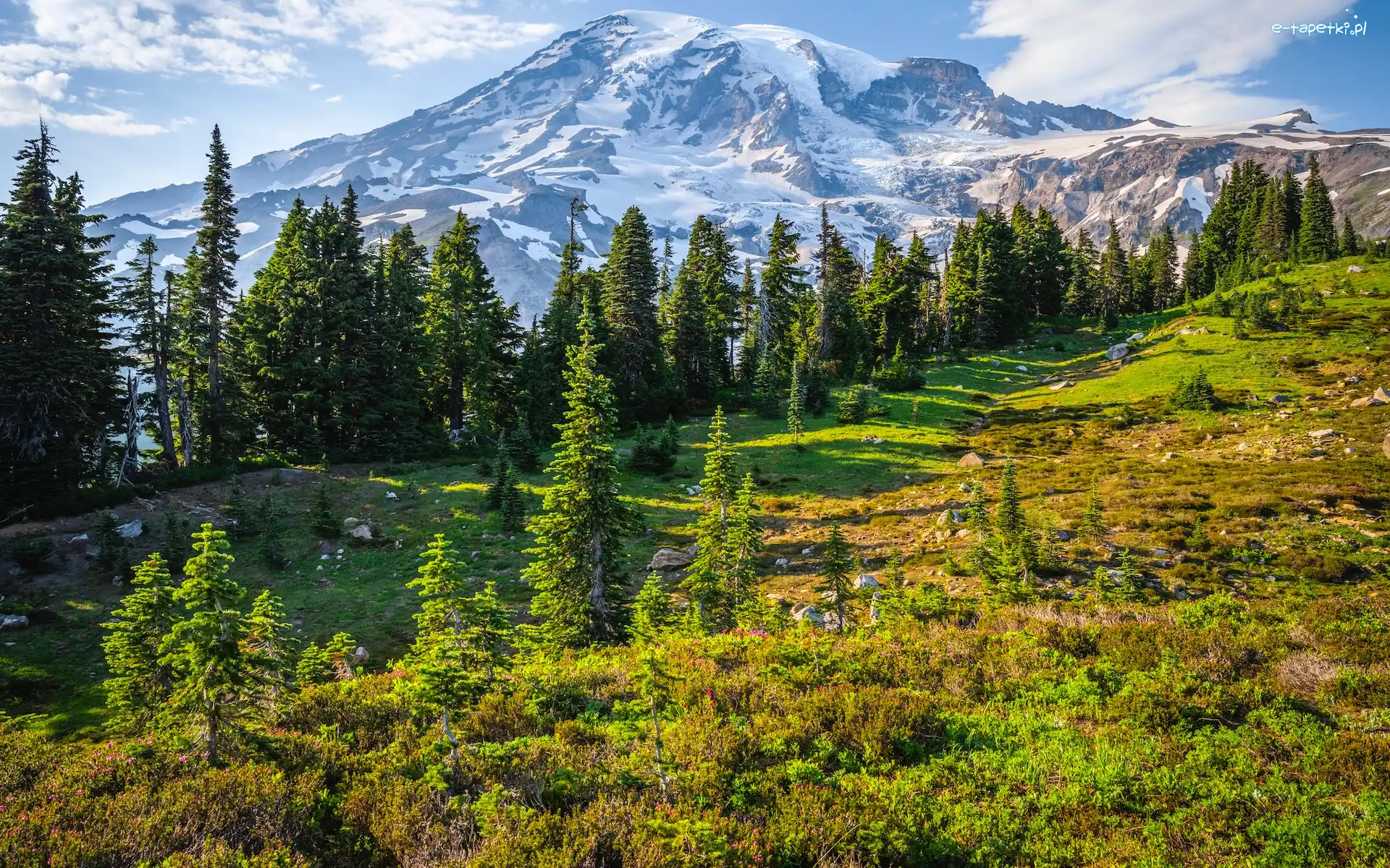 Stratowulkan Mount Rainier, Waszyngton, Park Narodowy Mount Rainier, Kwiaty, Góry, Drzewa, Łąka, Stany Zjednoczone
