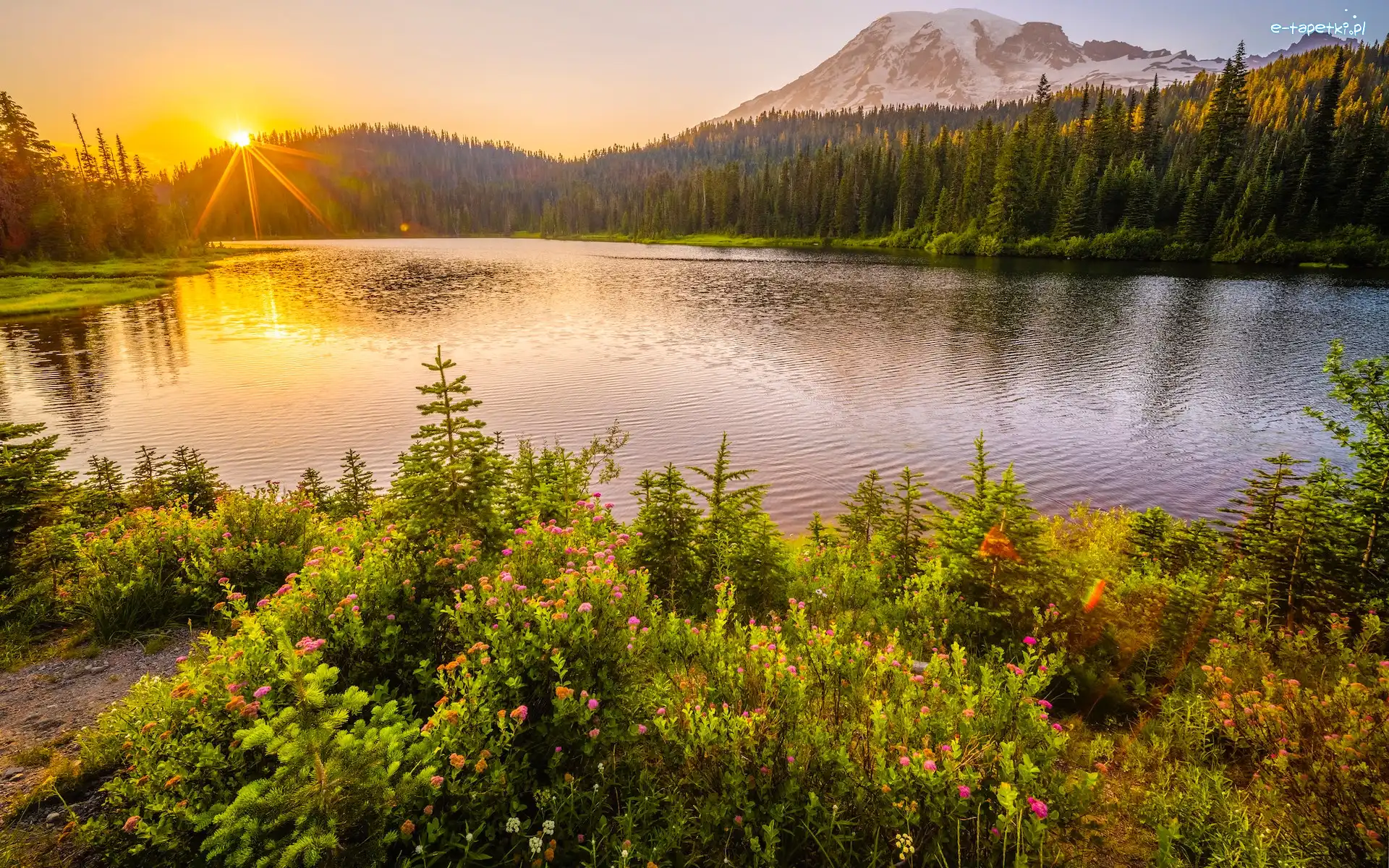 Drzewa, Kwiaty, Jezioro, Stratowulkan Mount Rainier, Promienie słońca, Stany Zjednoczone, Waszyngton, Łąka, Park Narodowy Mount Rainier