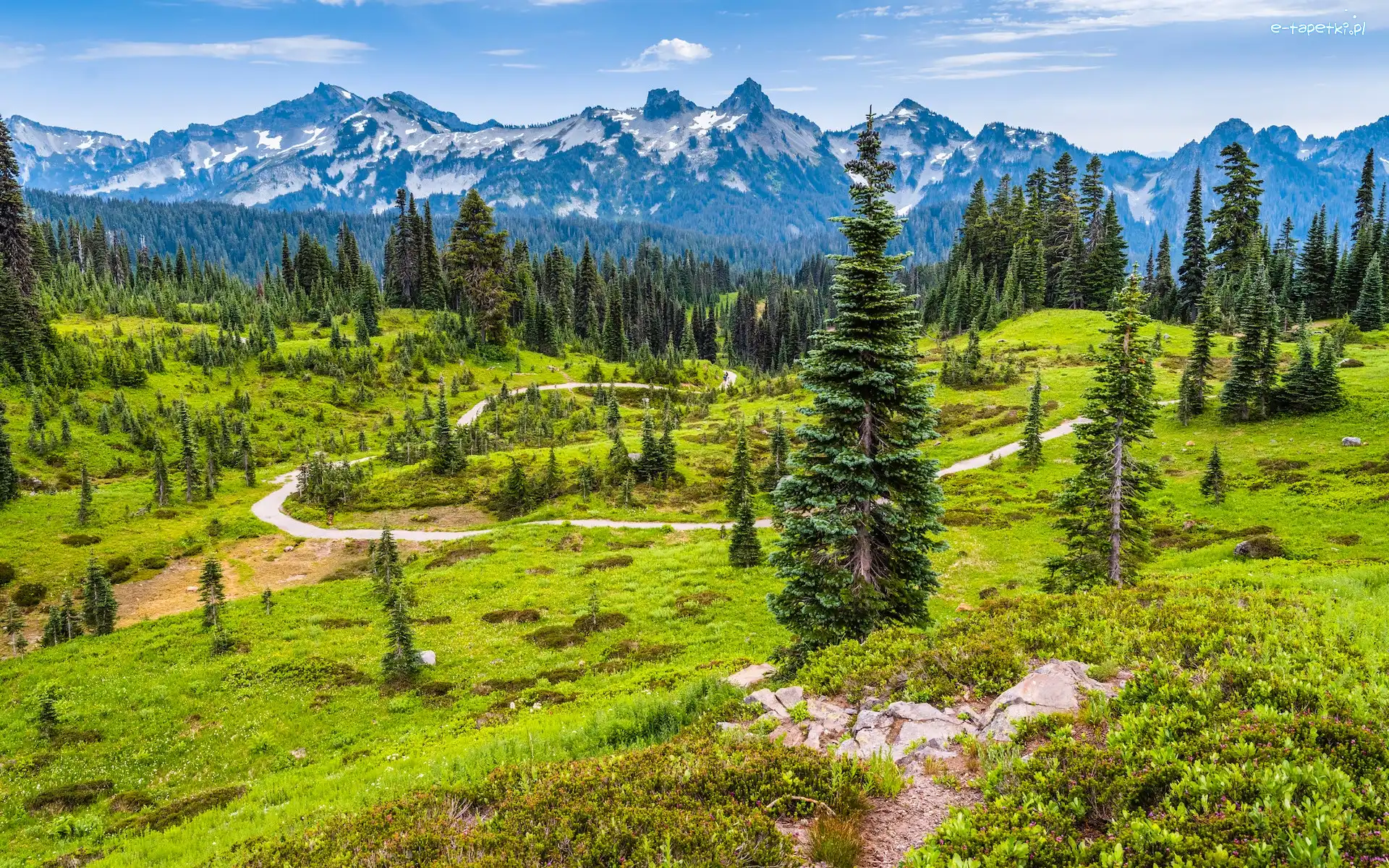 Łąka, Góry, Stany Zjednoczone, Stan Waszyngton, Tatoosh Range, Droga, Drzewa, Park Narodowy Mount Rainier