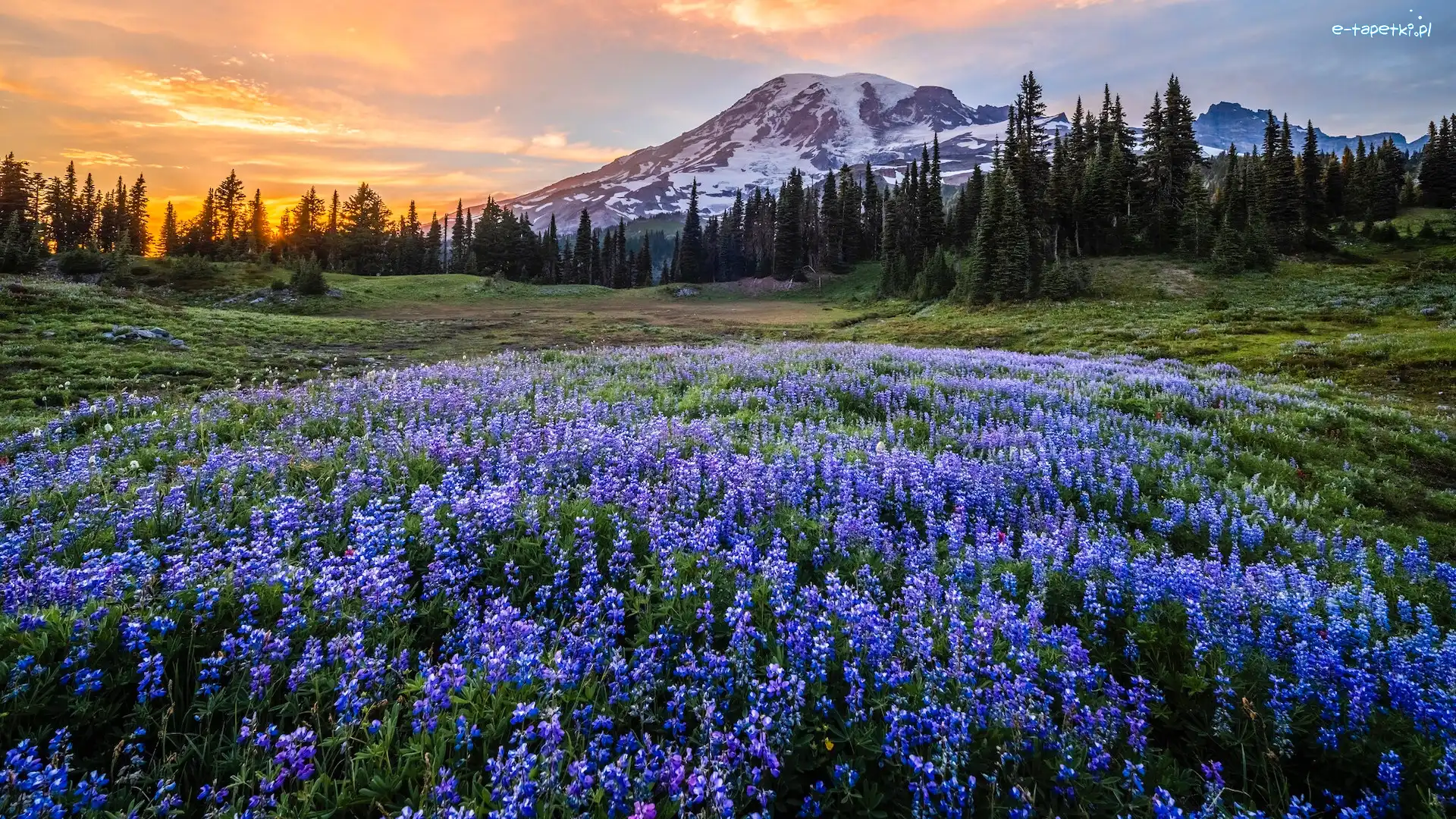 Stratowulkan, Waszyngton, Góry, Łubin, Park Narodowy Mount Rainier, Mount Rainier, Łąka, Stany Zjednoczone