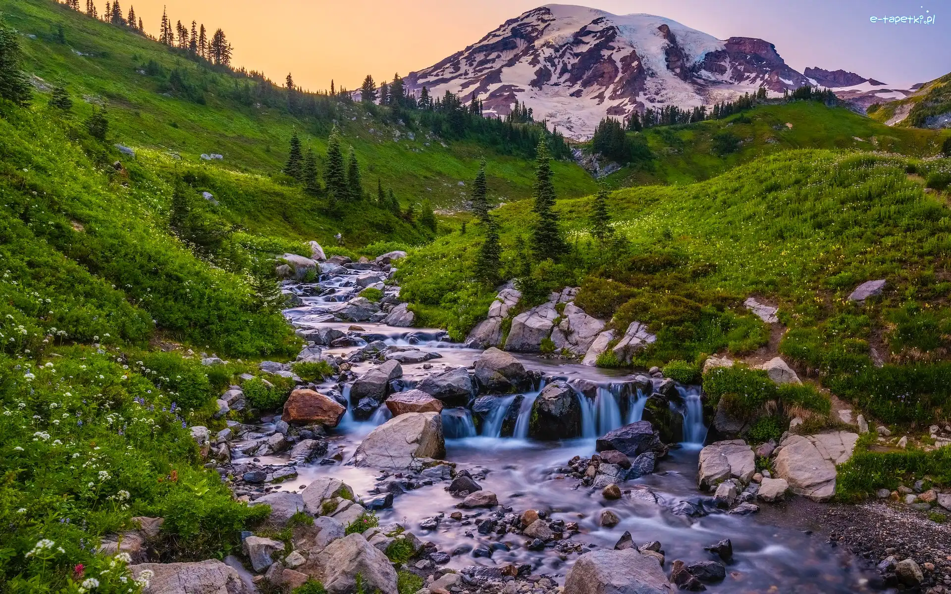 Drzewa, Potok, Park Narodowy Mount Rainier, Waszyngton, Stany Zjednoczone, Kamienie, Kwiaty, Góry, Łąka