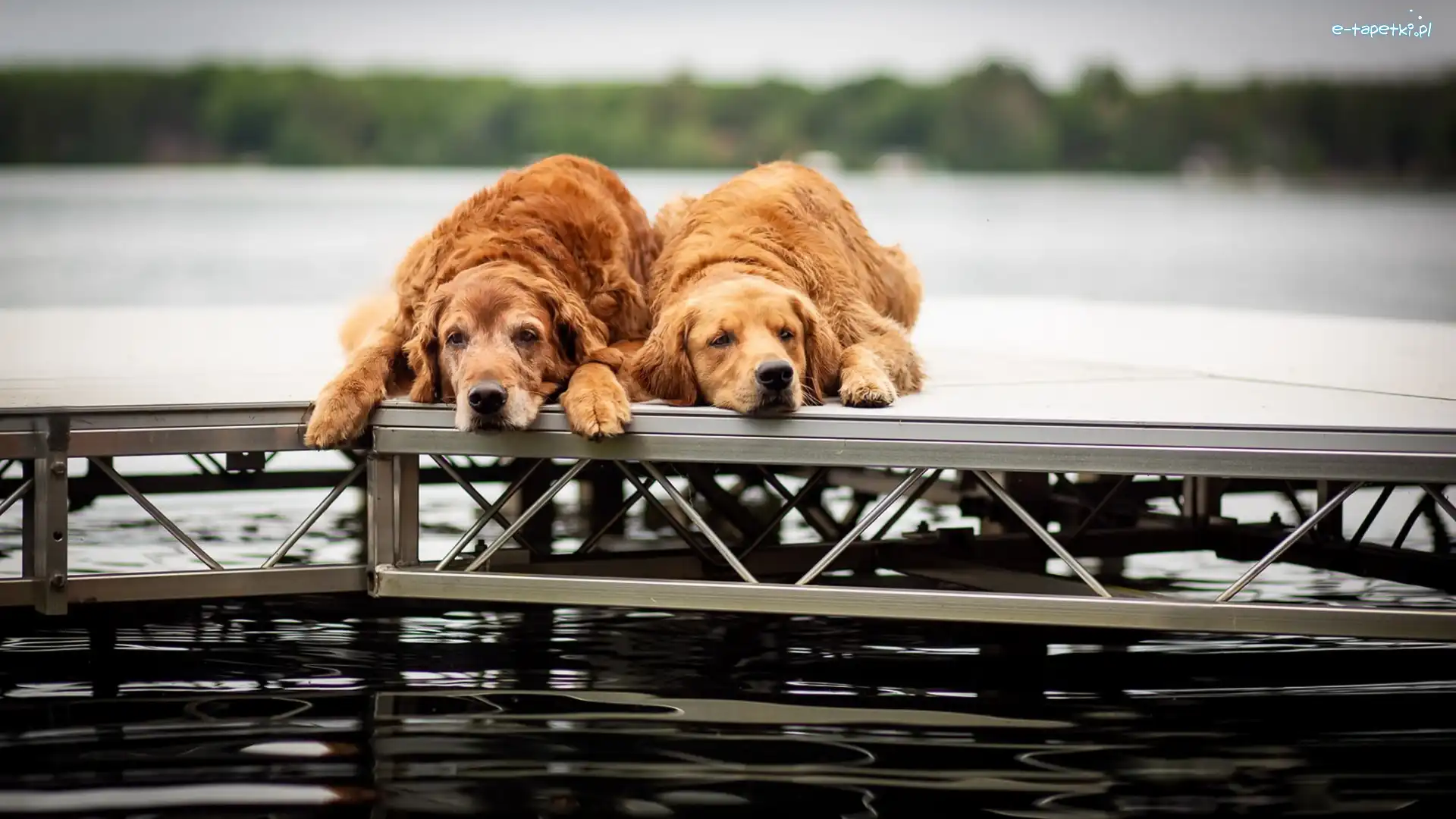Dwa, Brązowe, Psy, Pomost, Golden retrievery