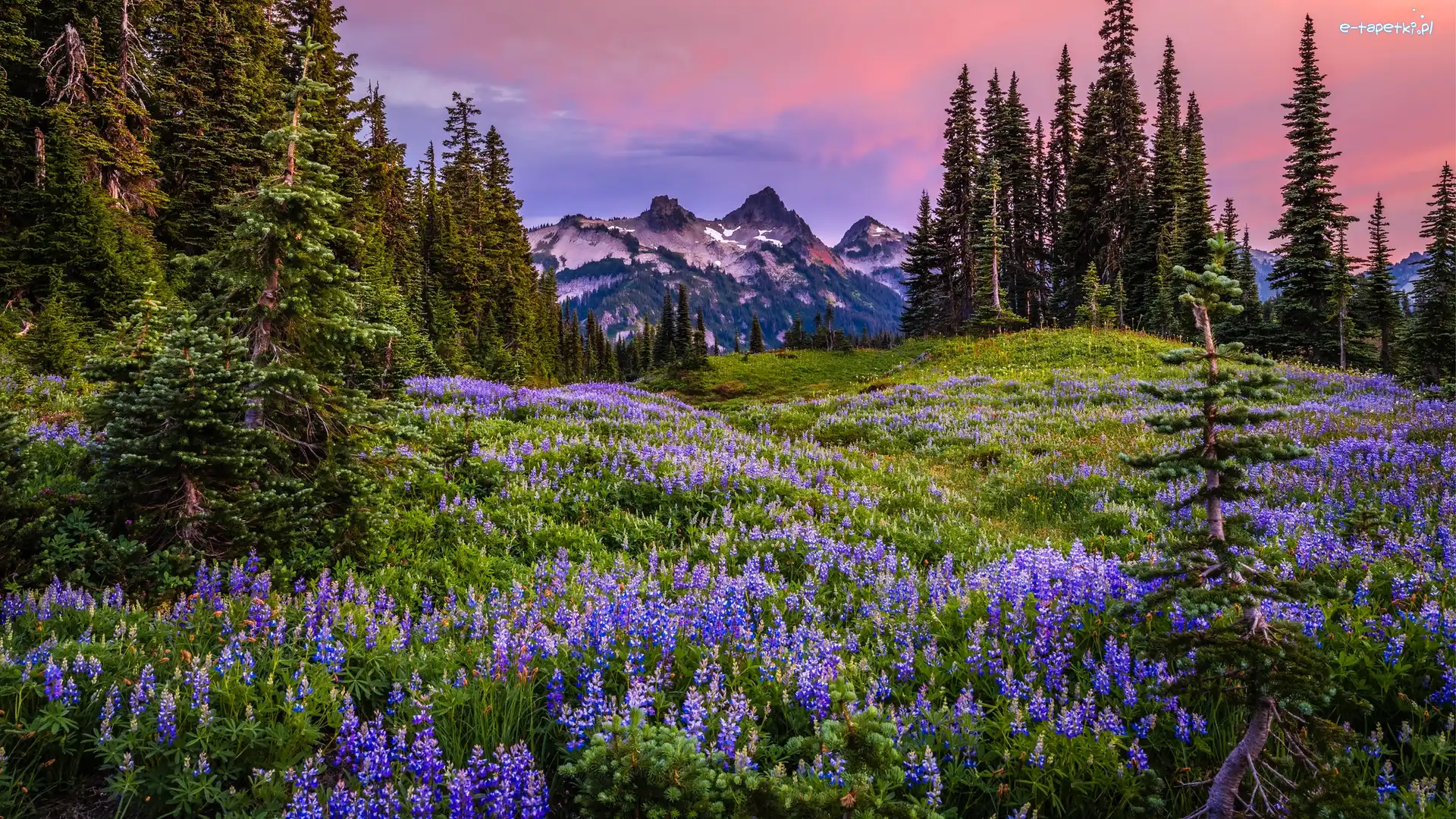 Łubin, Kwiaty, Tatoosh Range, Góry, Park Narodowy Mount Rainier, Stany Zjednoczone, Stan Waszyngton, Łąka, Mgła