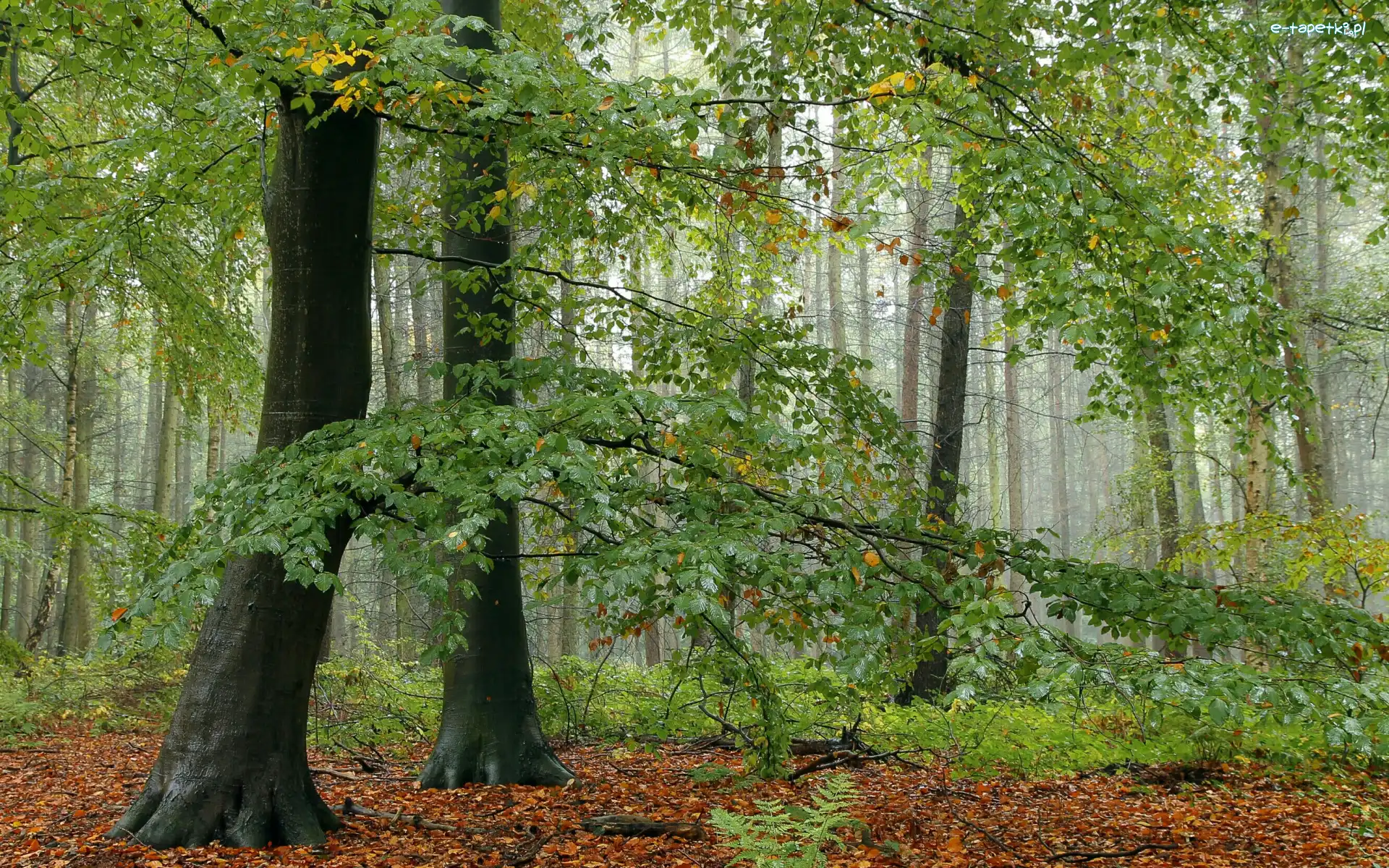 Las, Gałęzie, Drzewa, Mgła, Liście