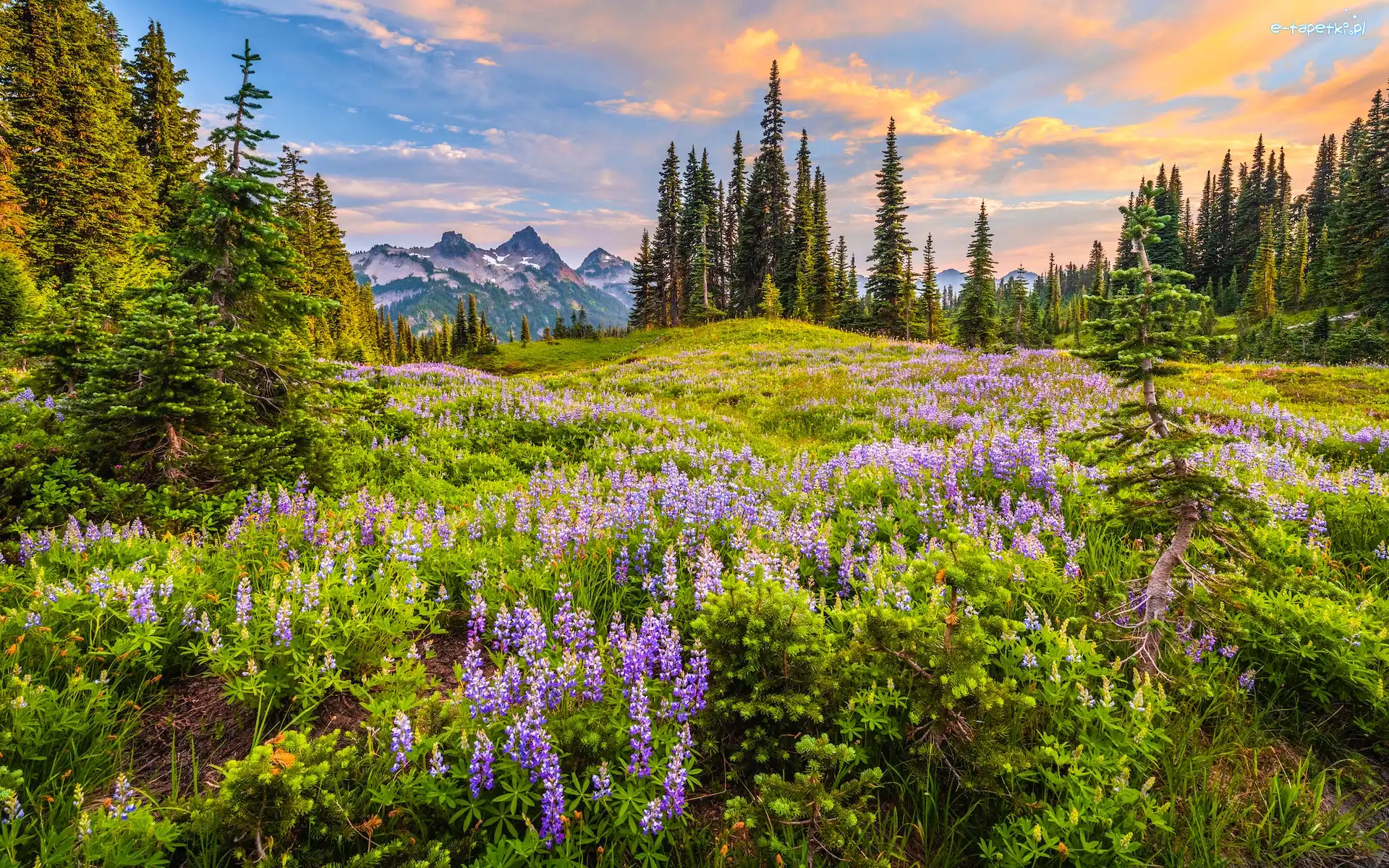 Łubin, Łąka, Tatoosh Range, Góry, Park Narodowy Mount Rainier, Stany Zjednoczone, Stan Waszyngton, Drzewa, Mgła