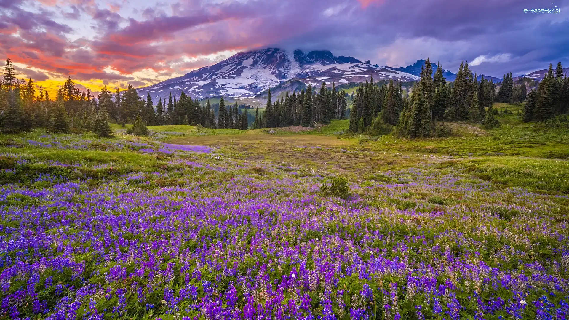 Łąka, Mount Rainier, Park Narodowy Mount Rainier, Waszyngton, Stany Zjednoczone, Chmury, Góry, Stratowulkan, Łubin