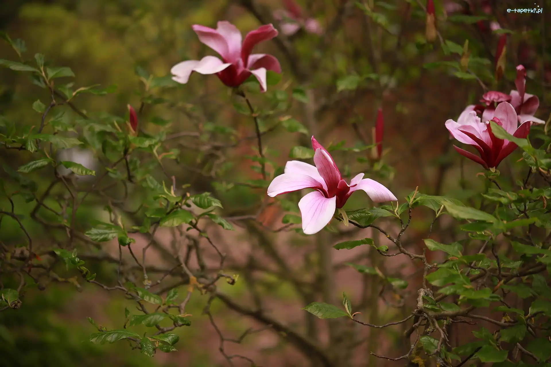 Kwiaty, Różowe, Magnolia purpurowa
