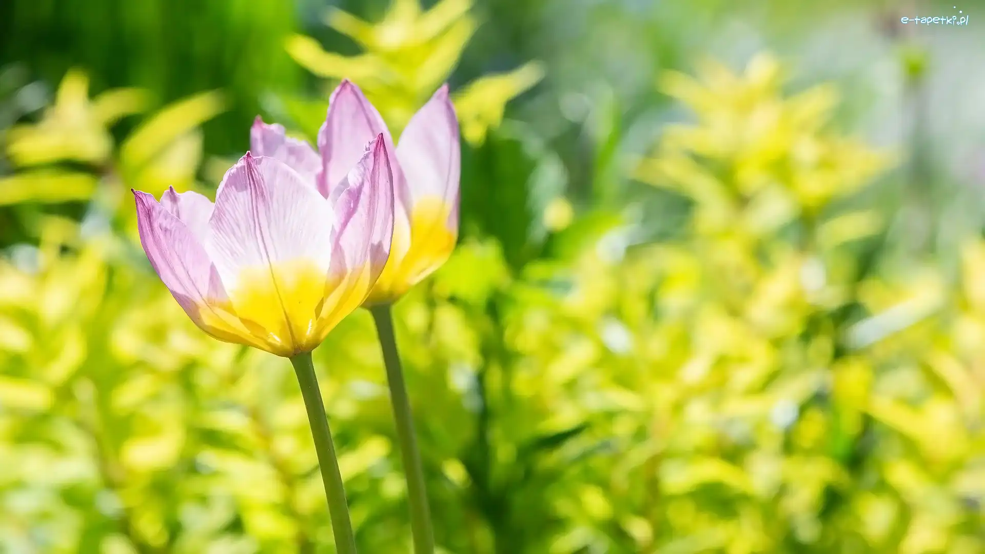 Tulipany, Rożówo-żółte, Kwiaty