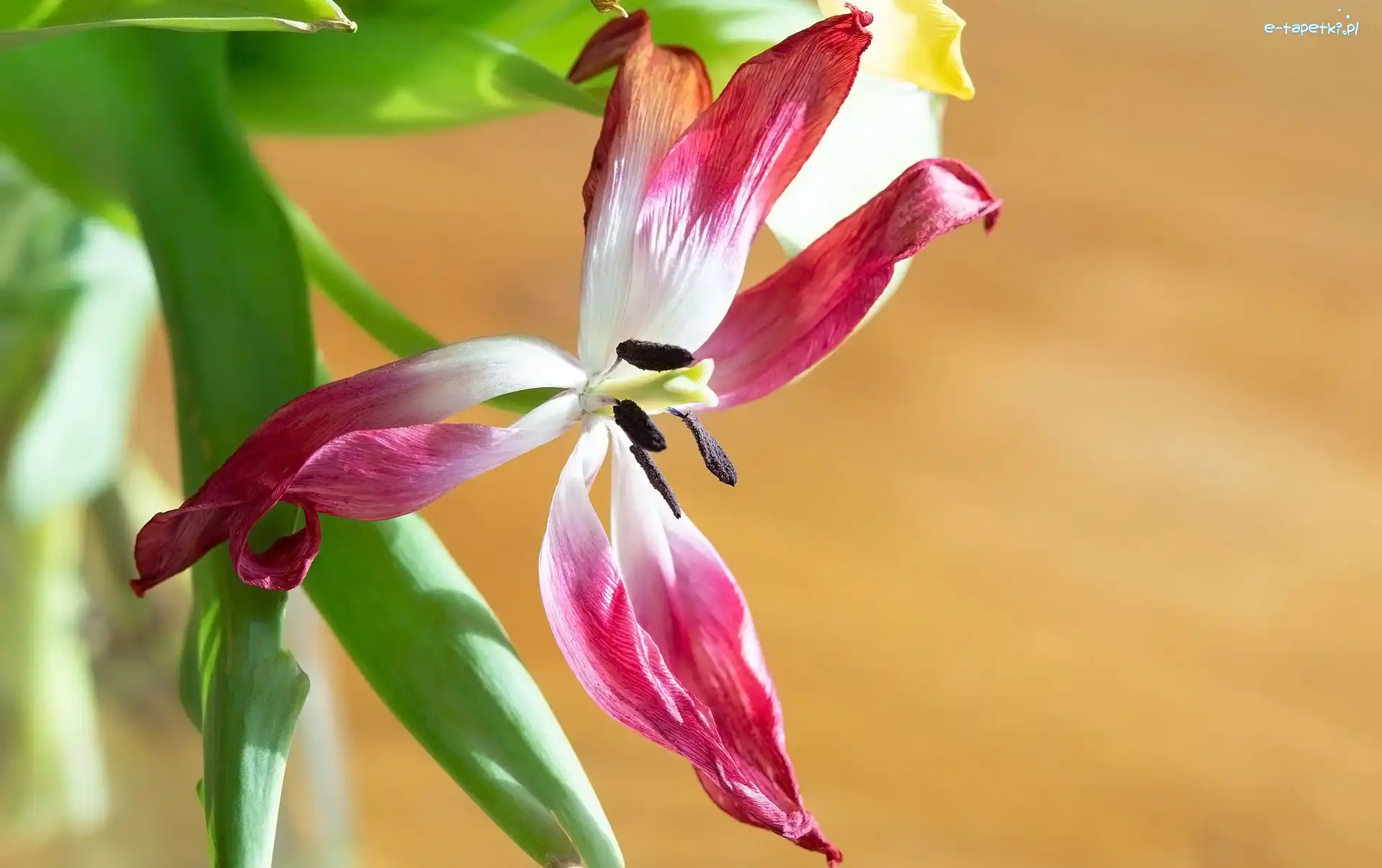 Liście, Tulipan, Kwiaty