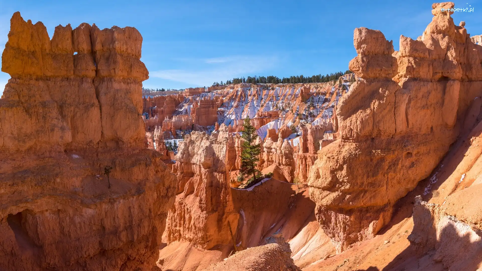 Roślinność, Park Narodowy Bryce Canyon, Skały, Drzewo, Utah, Stany Zjednoczone