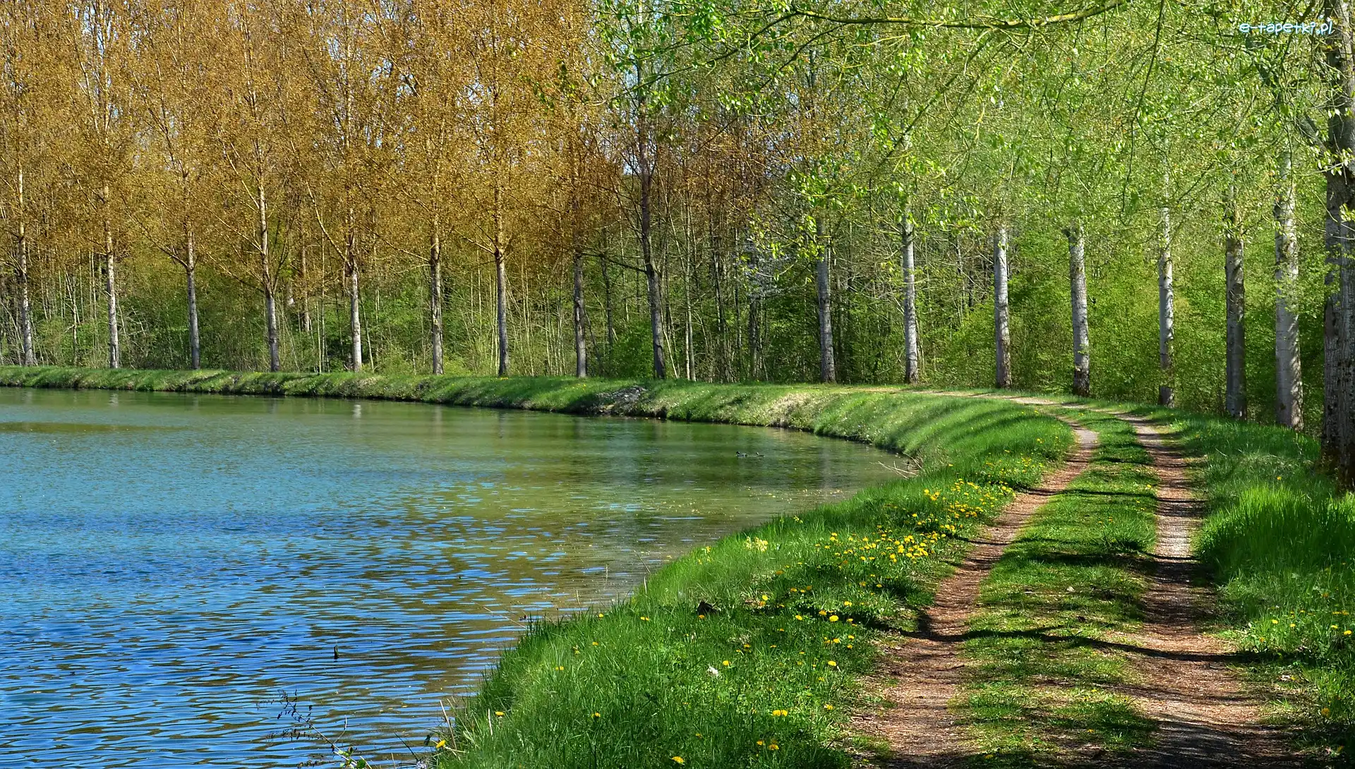Rzeka, Drzewa, Ścieżka, Wiosna