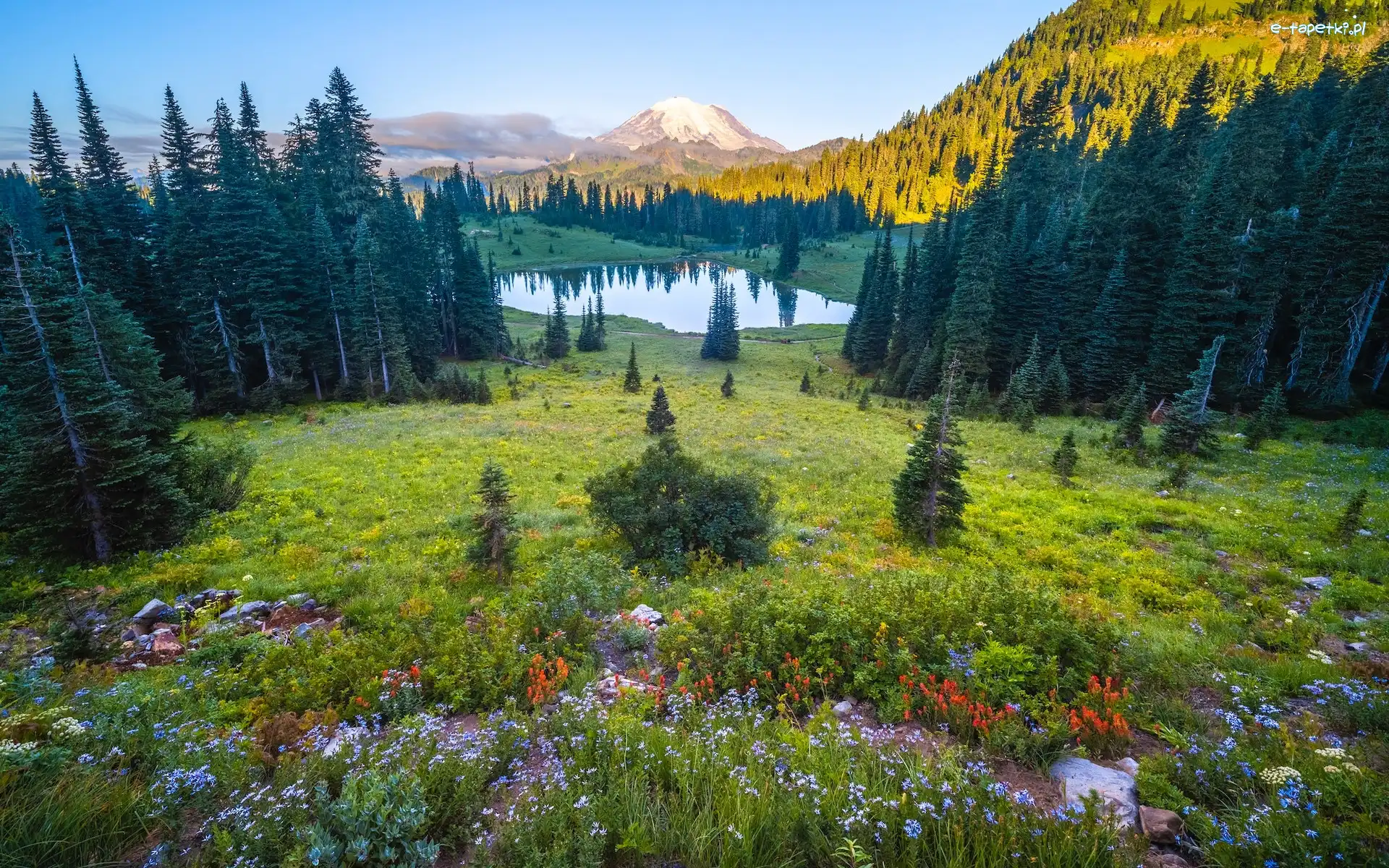 Jezioro, Stany Zjednoczone, Tipsoo Lake, Park Narodowy Mount Rainier, Kwiaty, Stratowulkan, Góry, Łąka, Mount Rainier, Waszyngton, Drzewa