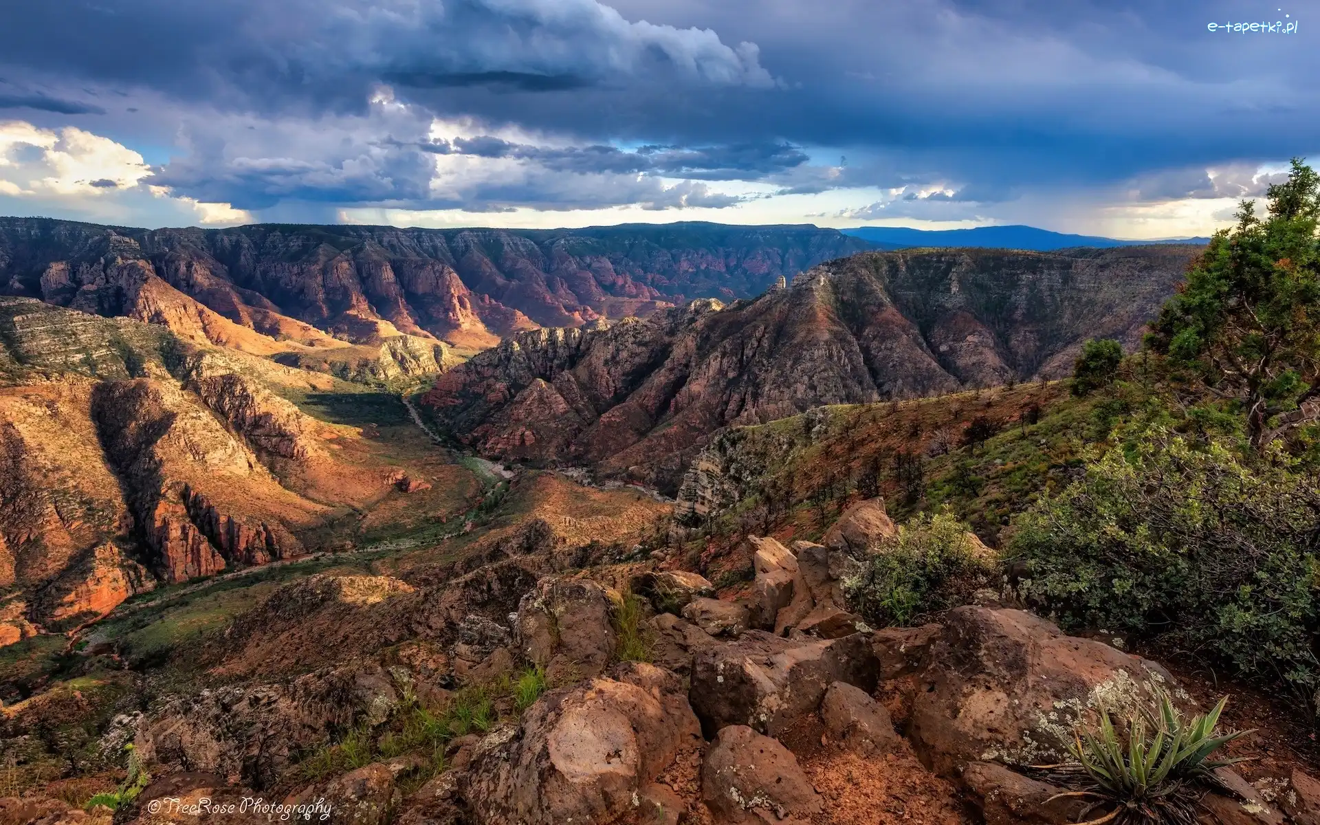 Stany Zjednoczone, Skały, Drzewa, Sycamore Canyon, Kanion, Arizona, Roślinność