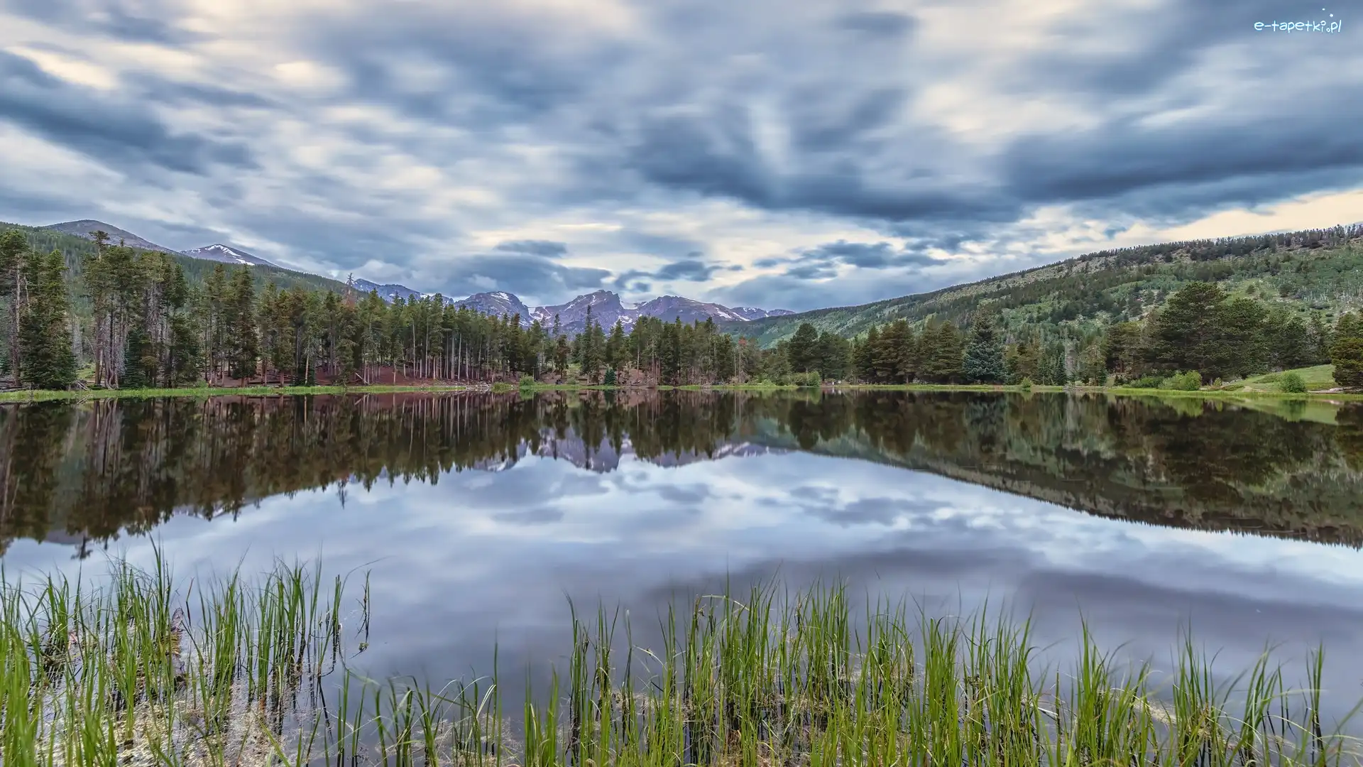 Szuwary, Park Narodowy Gór Skalistych, Jezioro, Kolorado, Stany Zjednoczone, Drzewa, Spraque Lake