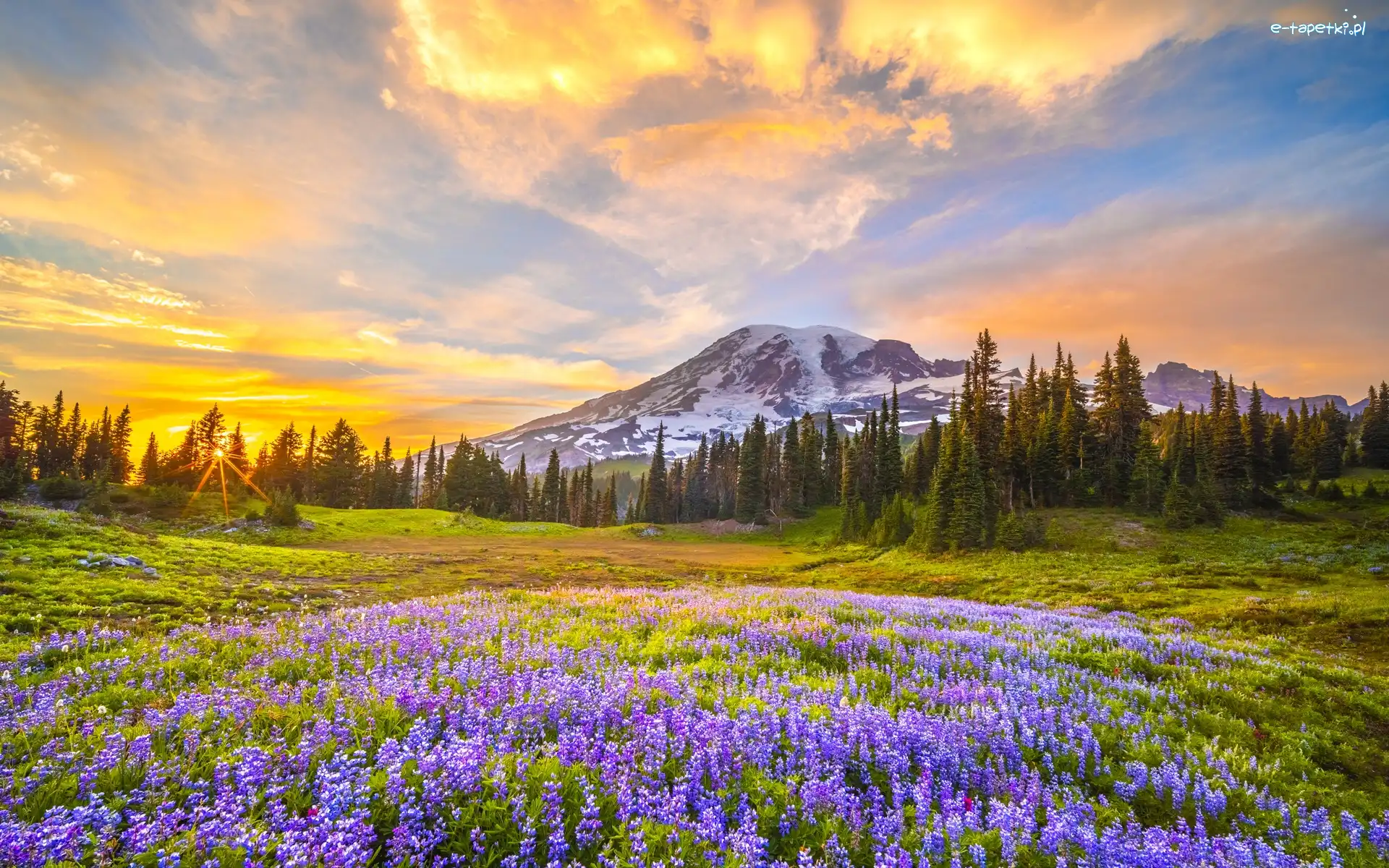 Stratowulkan, Waszyngton, Łubin, Łąka, Park Narodowy Mount Rainier, Mount Rainier, Góry, Stany Zjednoczone