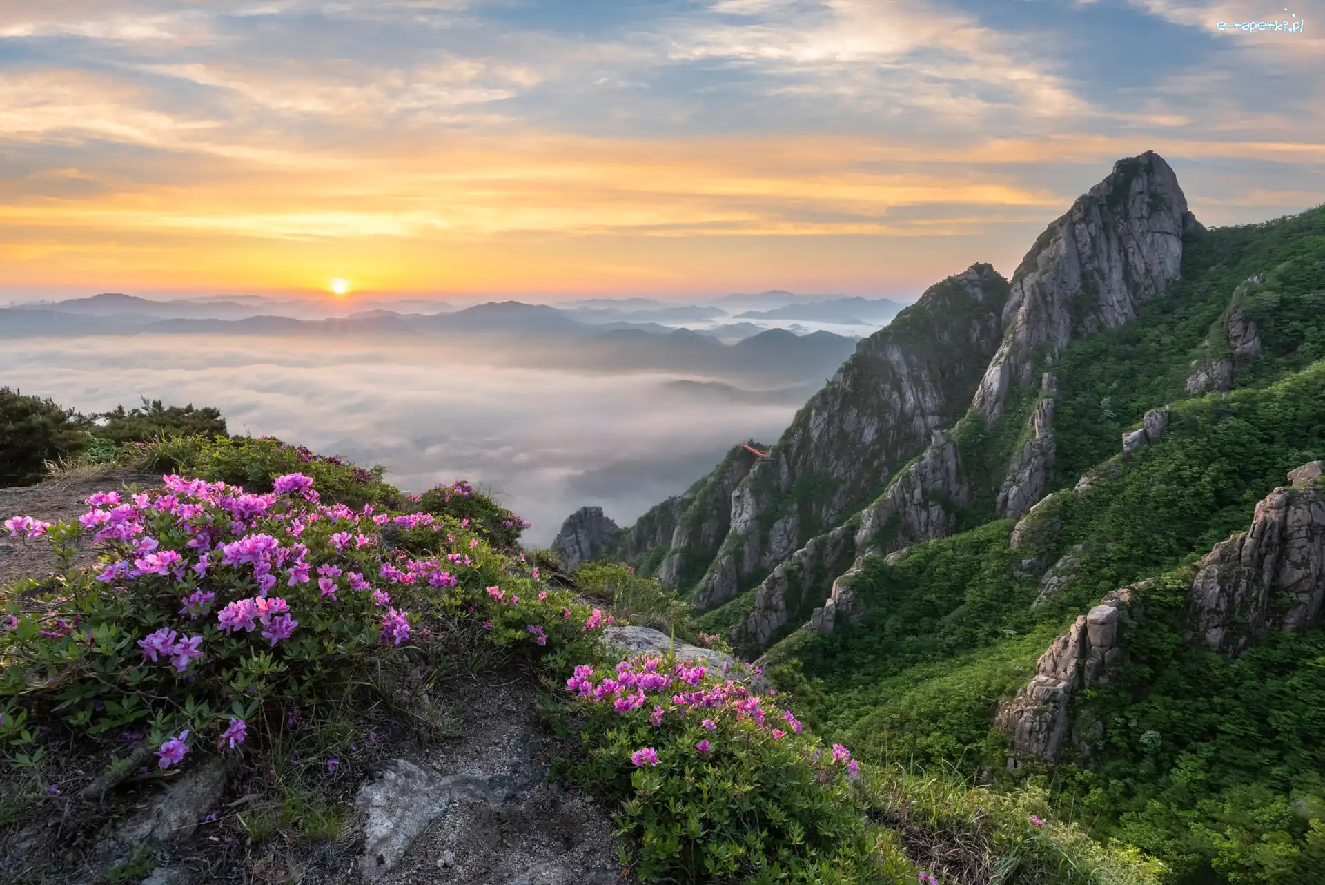 Skały, Park Narodowy Wolchulsan, Niebo, Kamienie, Korea Południowa, Góry, Mgła, Krzewy, Kwiaty, Poranek, Azalie, Wschód słońca, Rododendrony