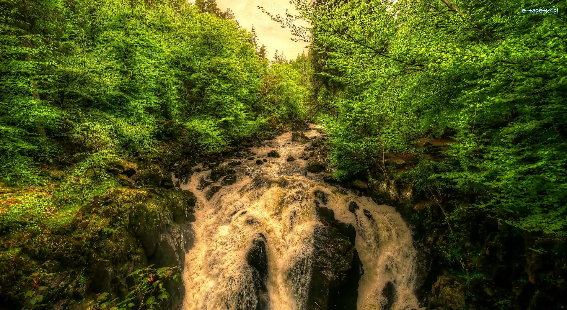 Rzeka Braan, Wodospad, Black Linn Falls, Szkocja, Drzewa, Las