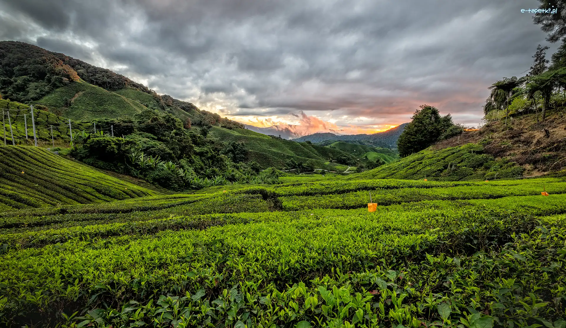 Niebo, Cameron Highlands, Góry, Stan Pahang, Malezja, Plantacja herbaty, Pole