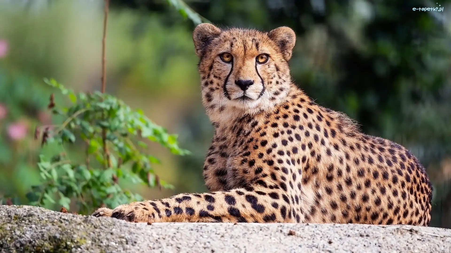 Spojrzenie, Gepard, Leżący
