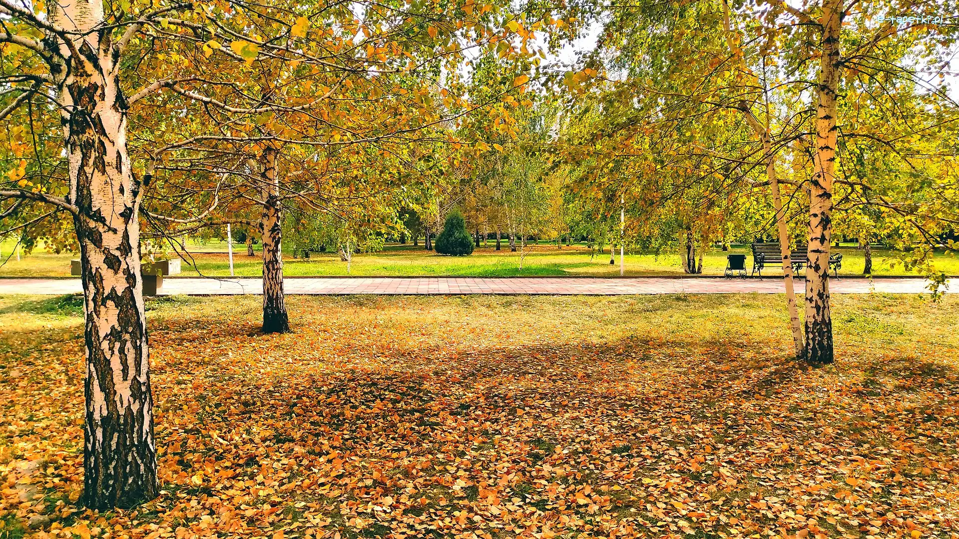 Park, Opadłe liści, Drzewa, Jesień