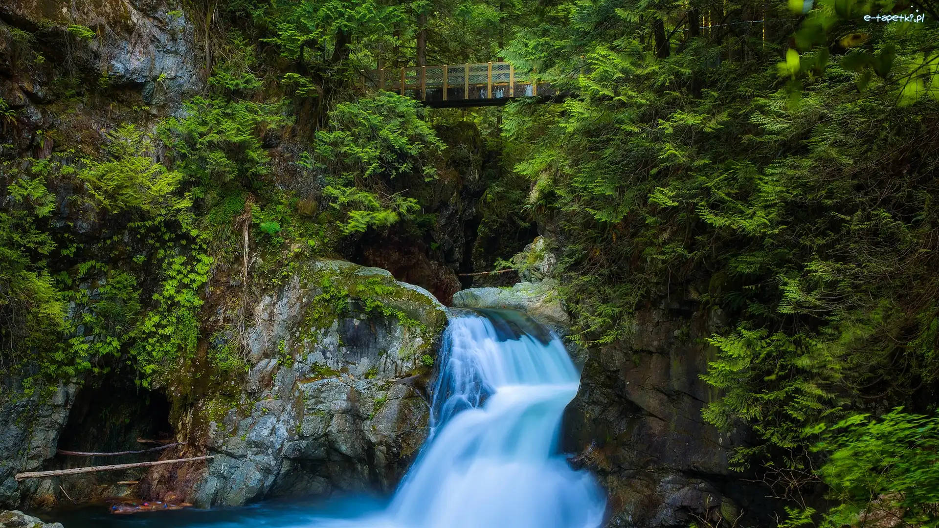 Rzeka, Kanada, Park, Lynn Canyon Park, Skały, Drzewa, Twin Falls, Most, Kaskada, Vancouver, Roślinność