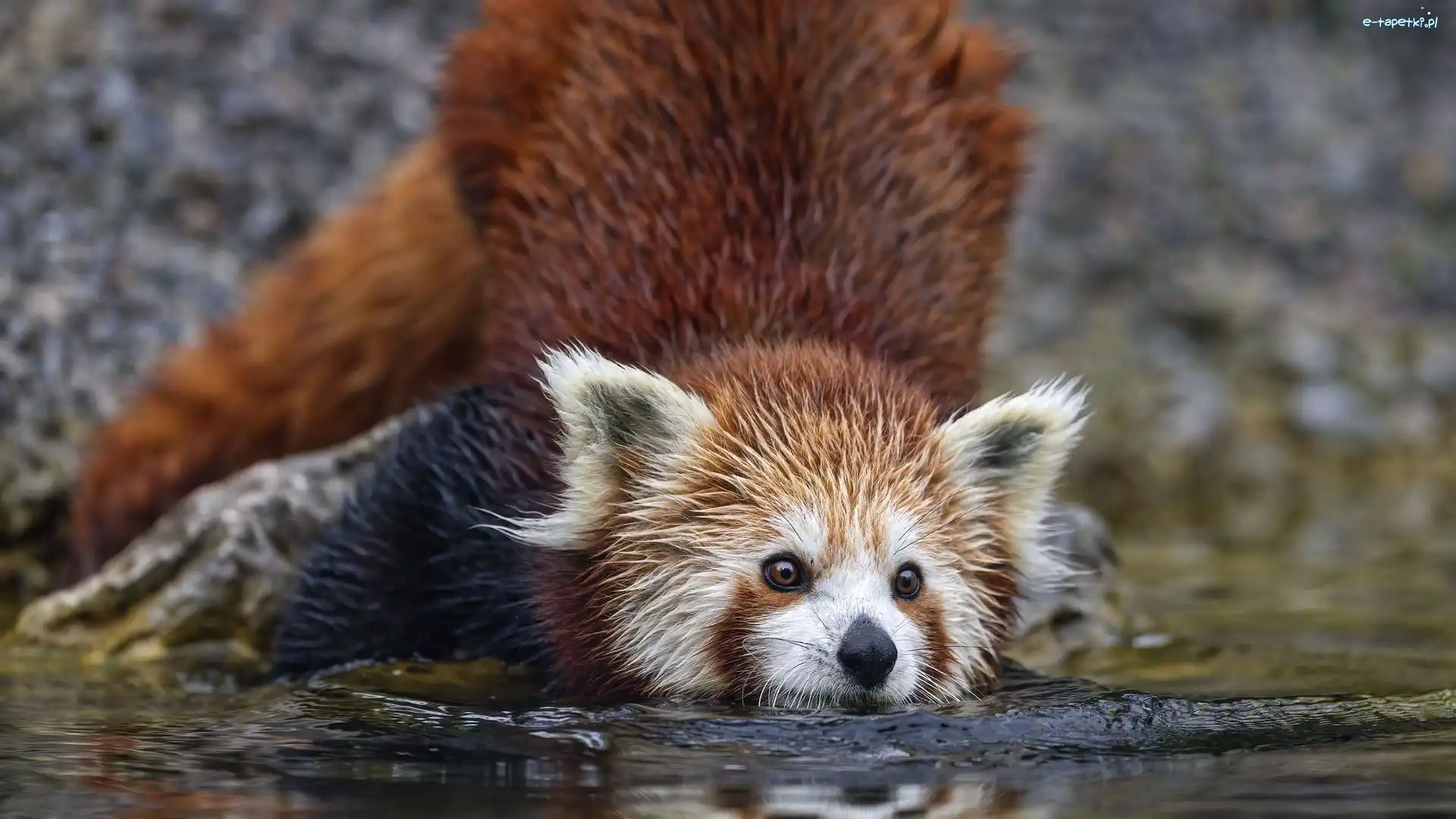 Woda, Pandka ruda