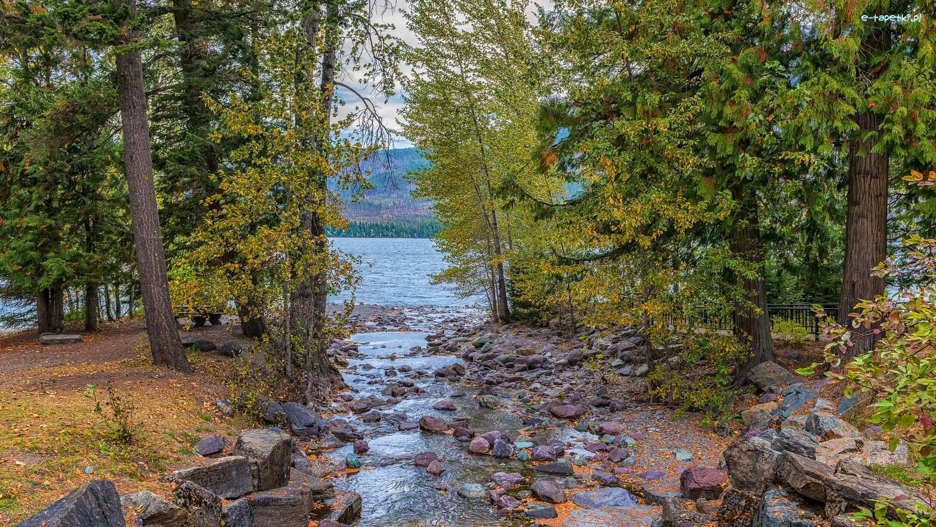 Stany Zjednoczone, Lake McDonald, Kamienie, Jezioro, Drzewa, Montana, Park Narodowy Glacier