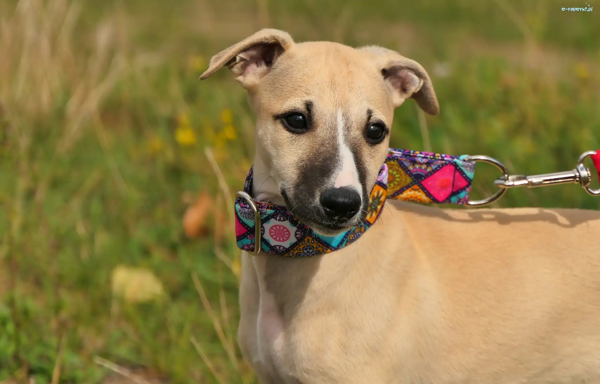Whippet, Chart angielski, Pies