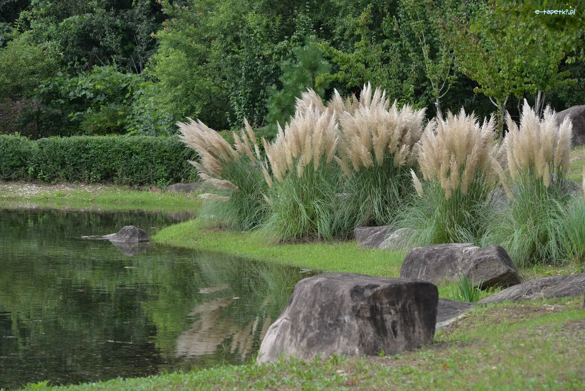 Park, Staw, Trawa pampasowa