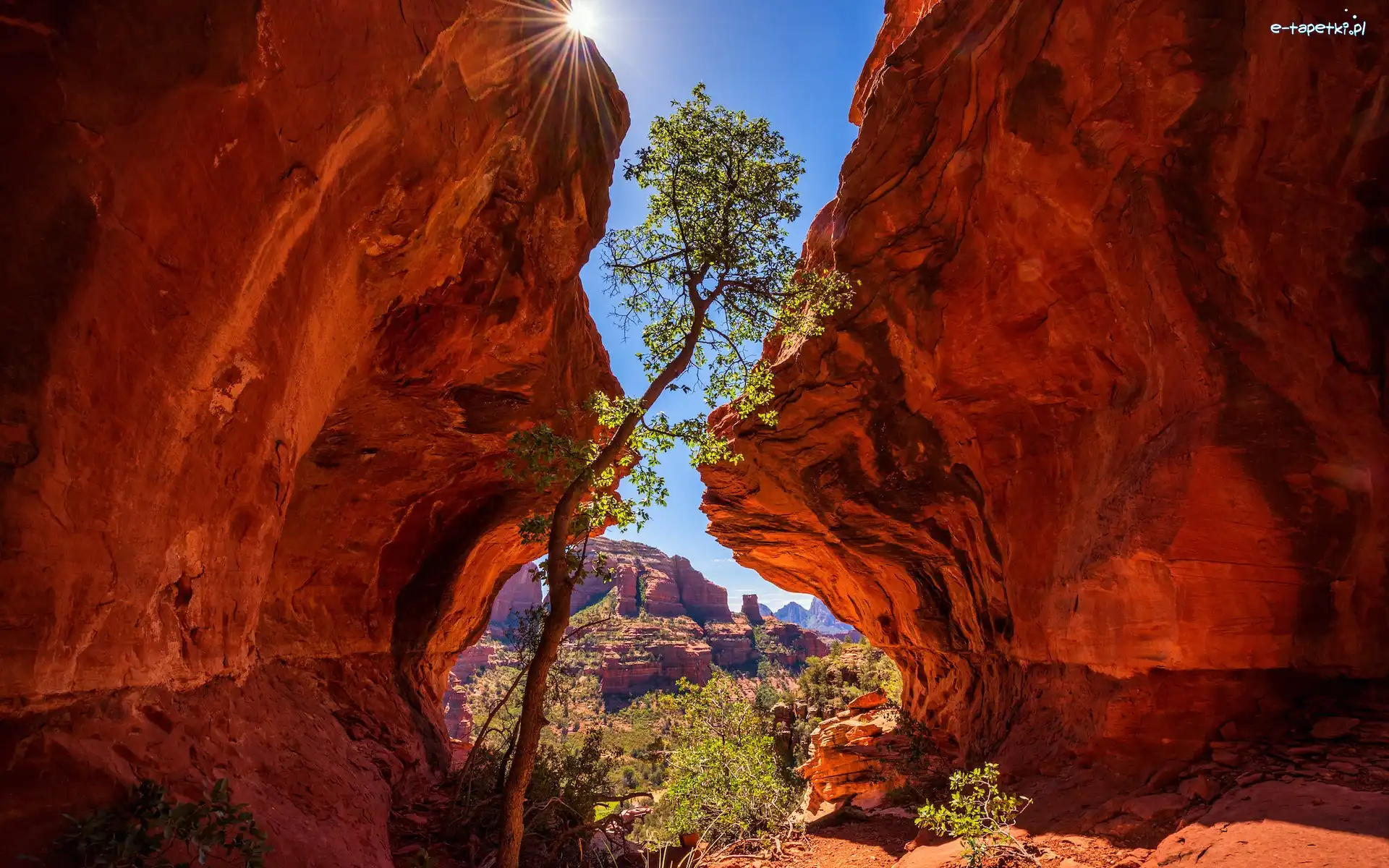 Skały, Arizona, Krzewy, Drzewo, Sedona, Czerwone, Promienie słońca, Stany Zjednoczone