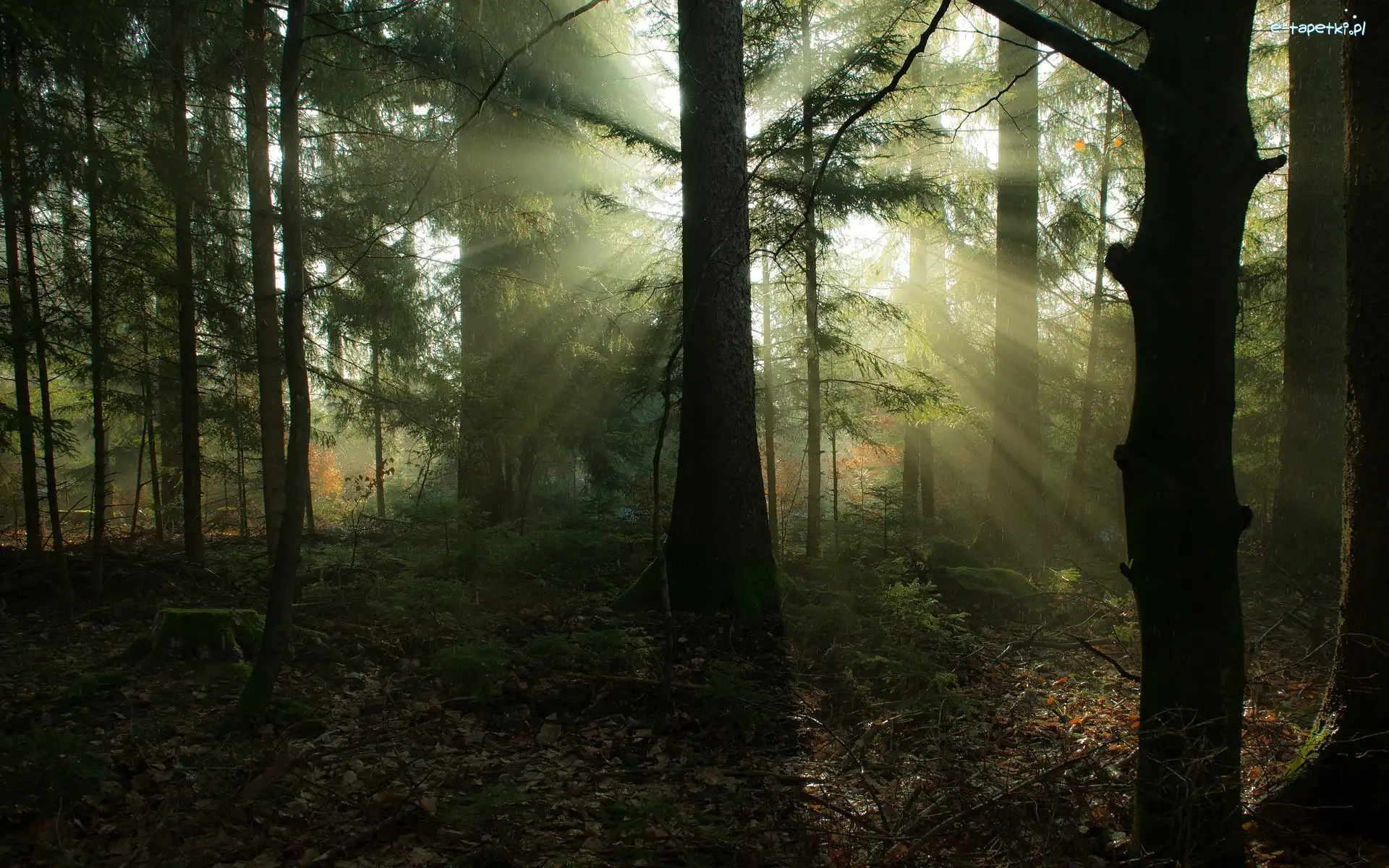 Przebijające światło, Gałęzie, Drzewa, Las