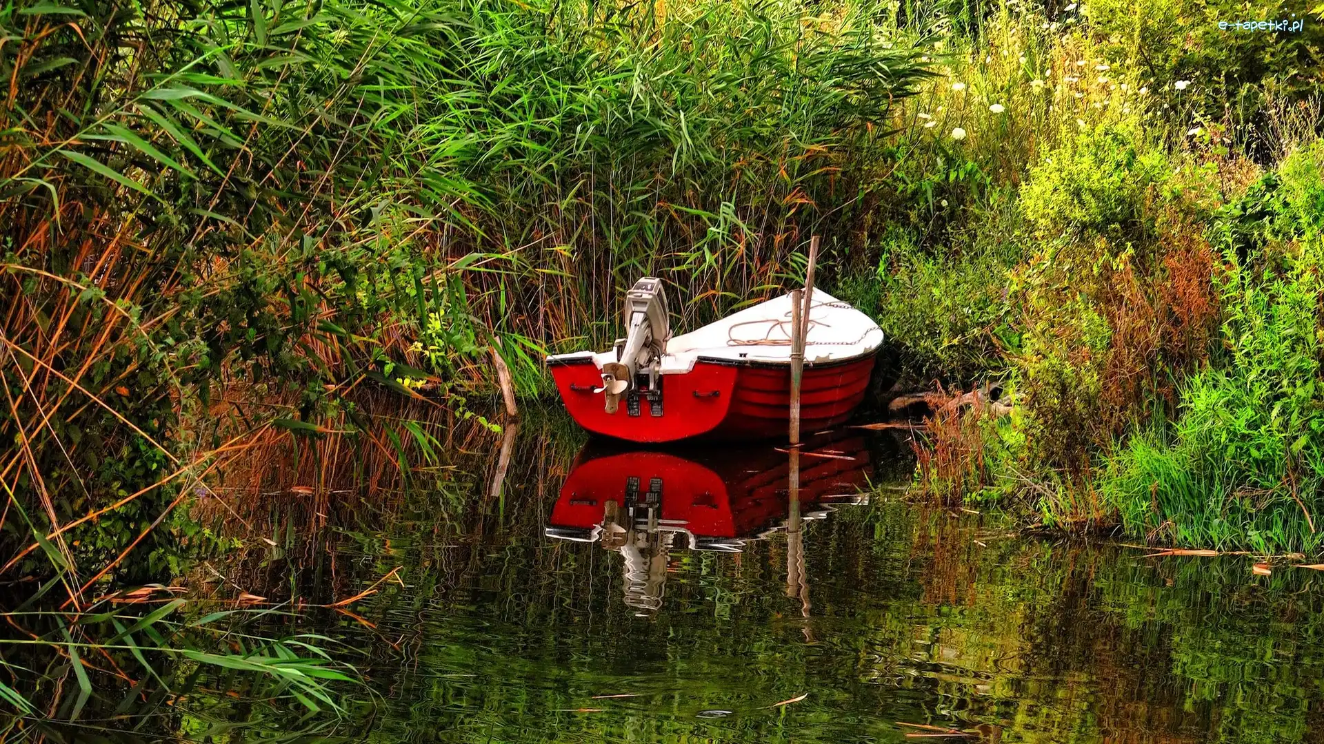 Rośliny, Jezioro, Łódka