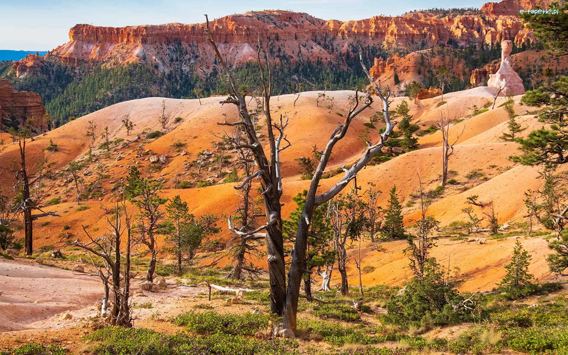 Skały, Park Narodowy, Bryce Canyon, Utah, Stany Zjednoczone, Piasek, Drzewa