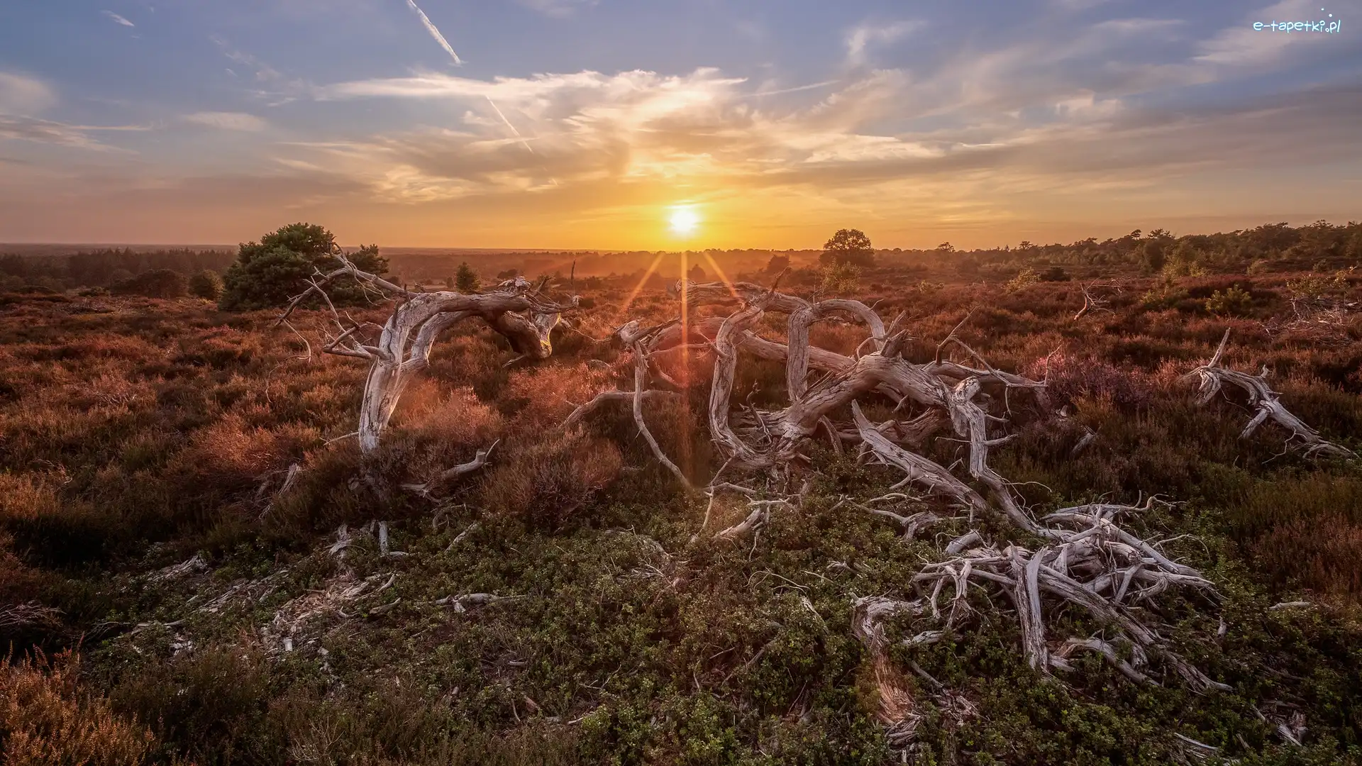 Zachód słońca, Holterberg, Wrzosowisko, Prowincja Overijssel, Holandia, Konary, Suche