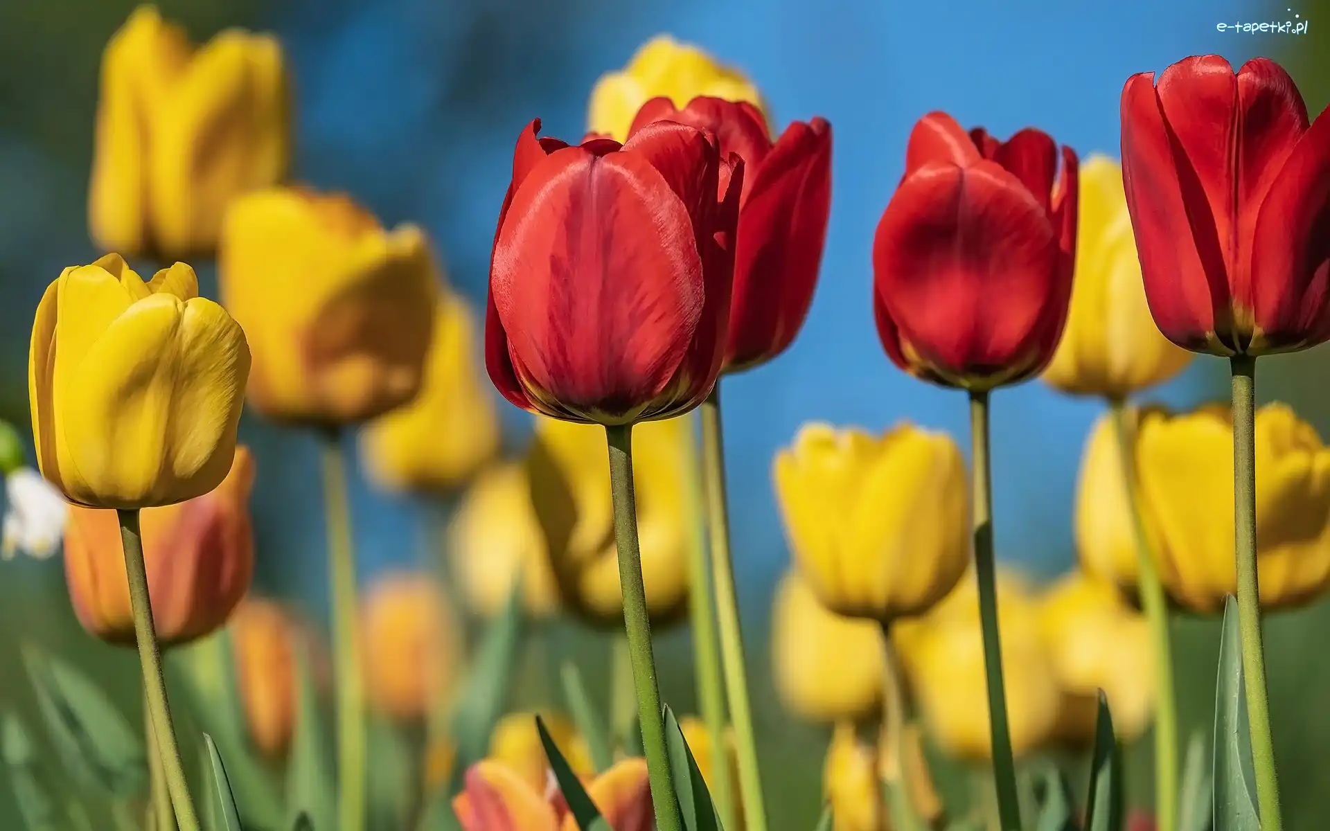 Czerwone, Żółte, Tulipany