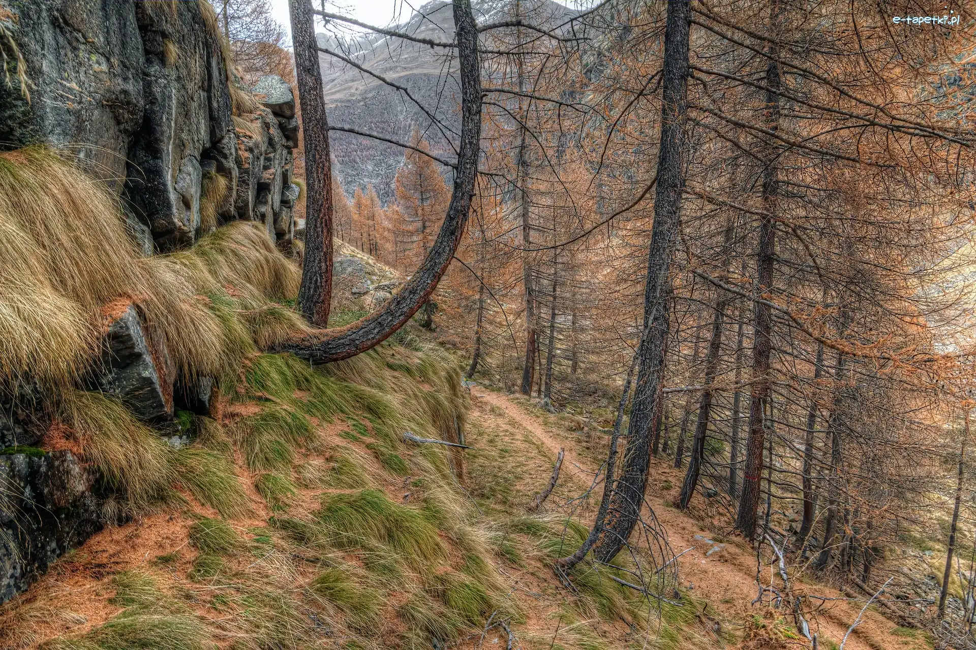 Ścieżka, Drzewa, Modrzewie, Góry, Jesień, Skała, Trawa