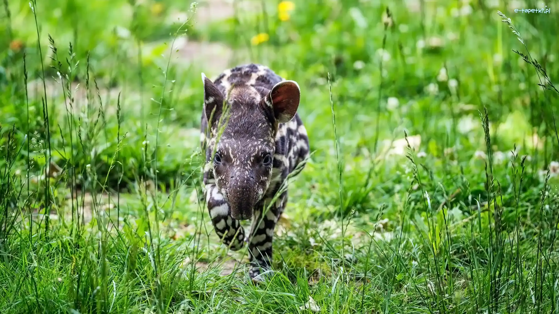 Trawa, Tapir amerykański, Młody