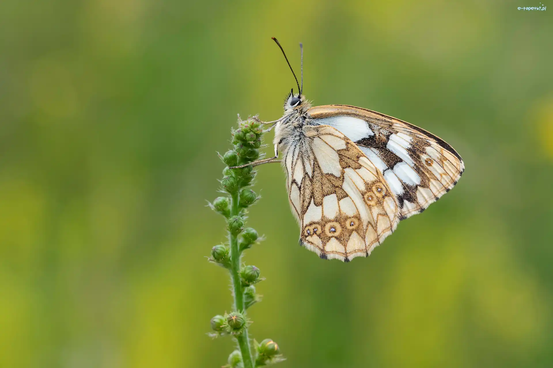 Polowiec szachownica, Zbliżenie, Gałązka, Motyl