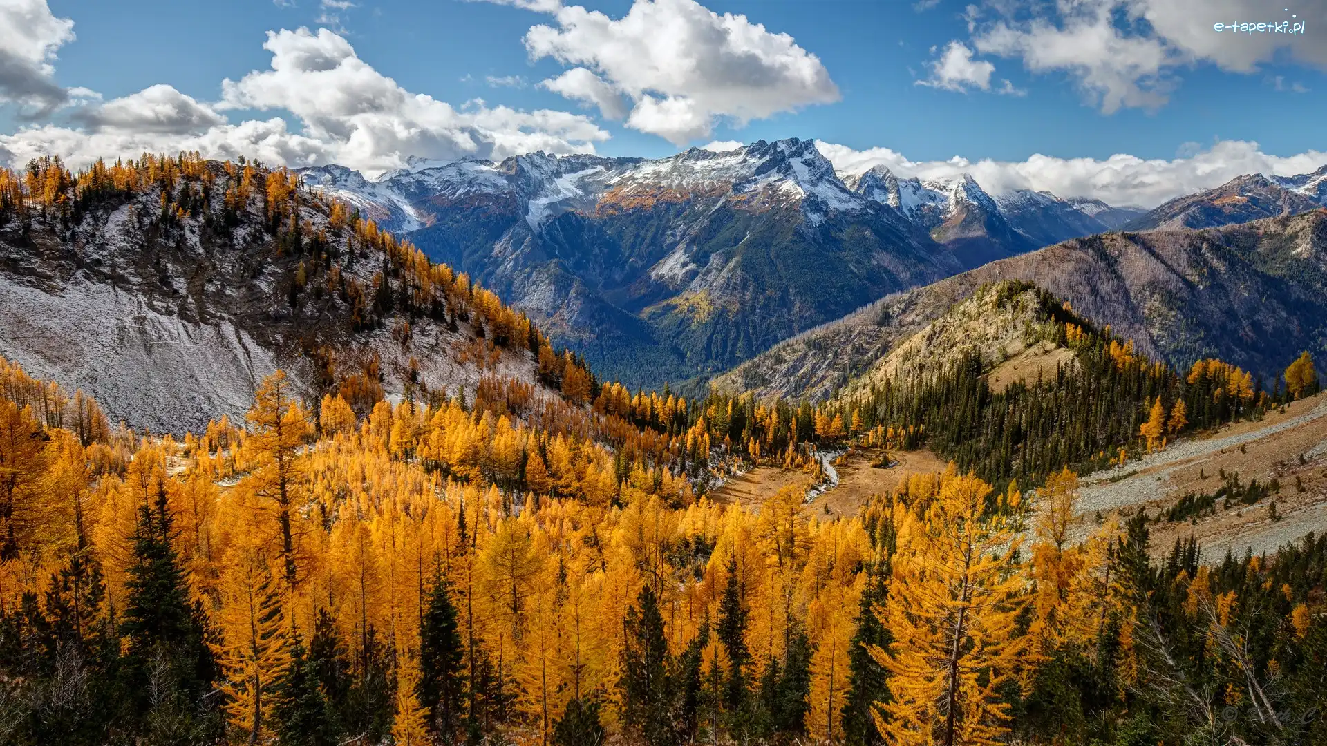 Żółte, Góry, Stany Zjednoczone, Stan Waszyngton, Entiat Mountains, Drzewa, Modrzewie, Jesień