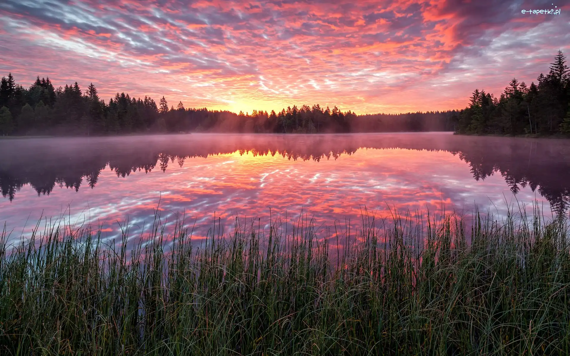 Drzewa, Etang de la Gruere, Szwajcaria, Chmury, Las, Mgła, Wschód słońca, Jezioro