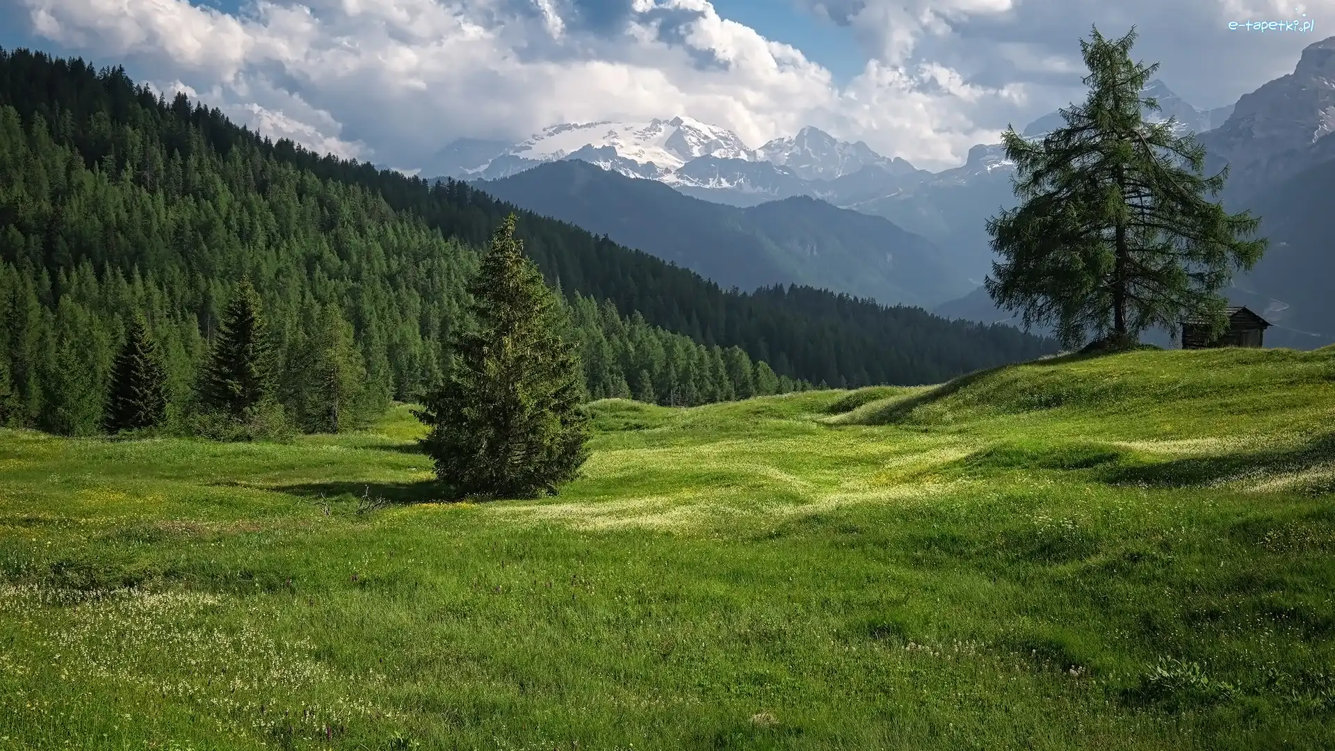 Trydent-Górna Adyga, Drzewa, Łąki Armentara, Włochy, Dolomity, Góry